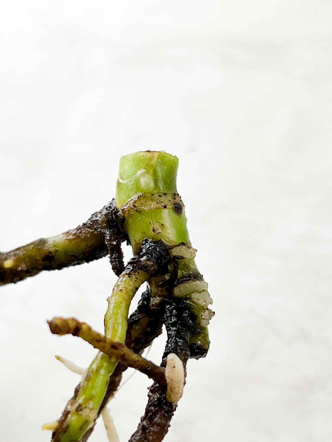 Monstera Thai constellation rooting multiple nodes