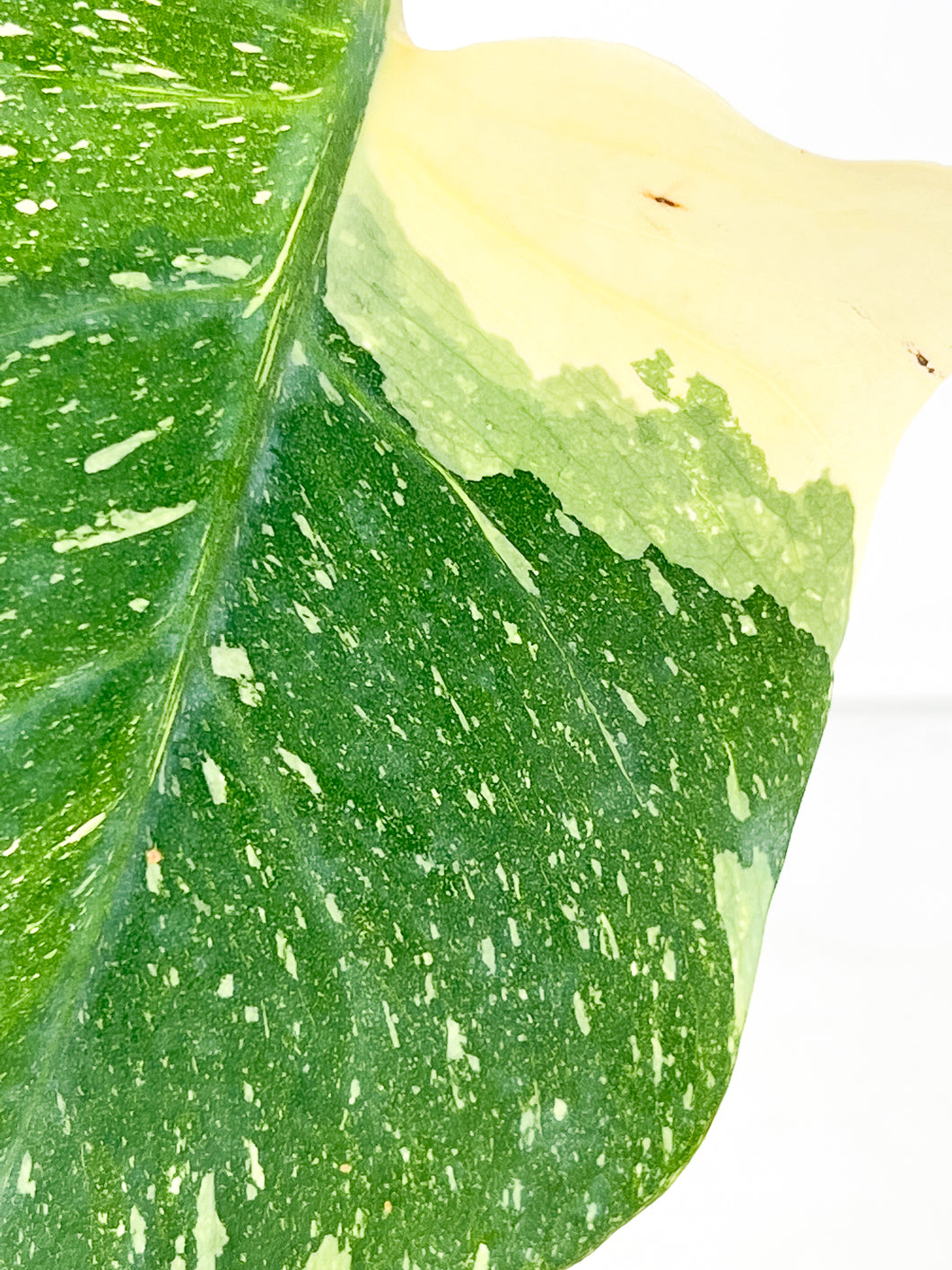 Monstera Thai constellation 1 leaf rooting