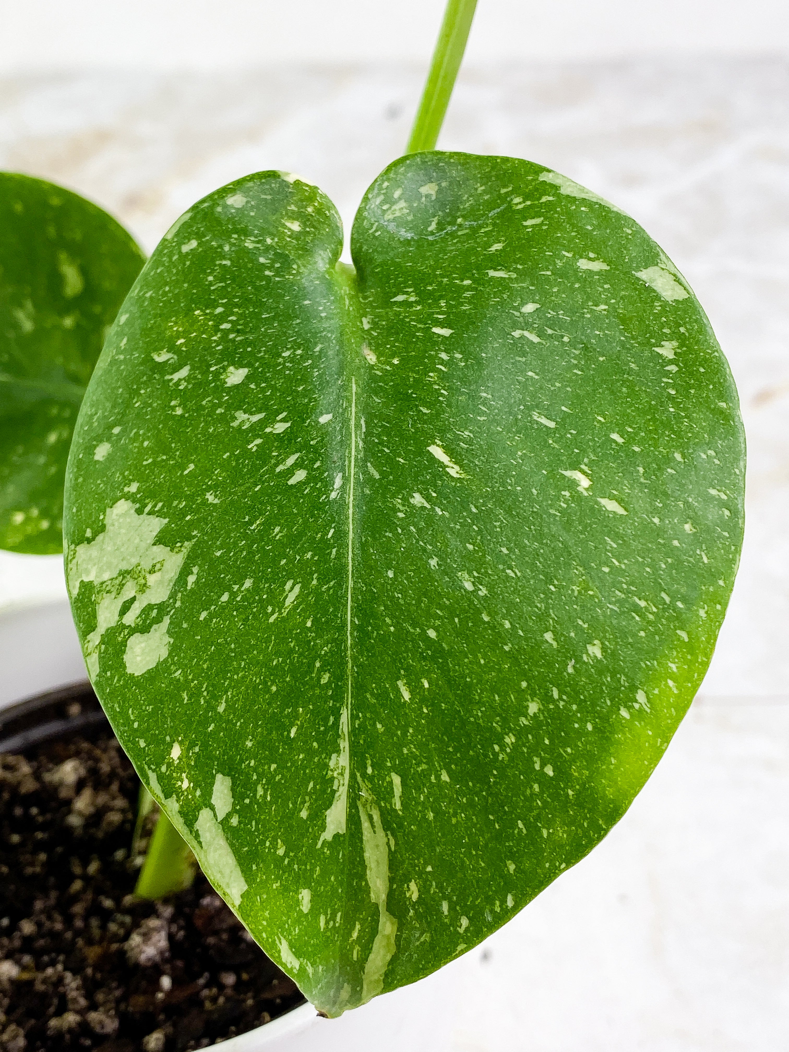 Monstera Thai Constellations Slightly Rooted 3 leaves