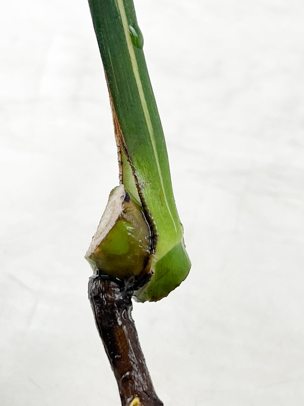 Monstera Thai constellation 1 leaf rooting