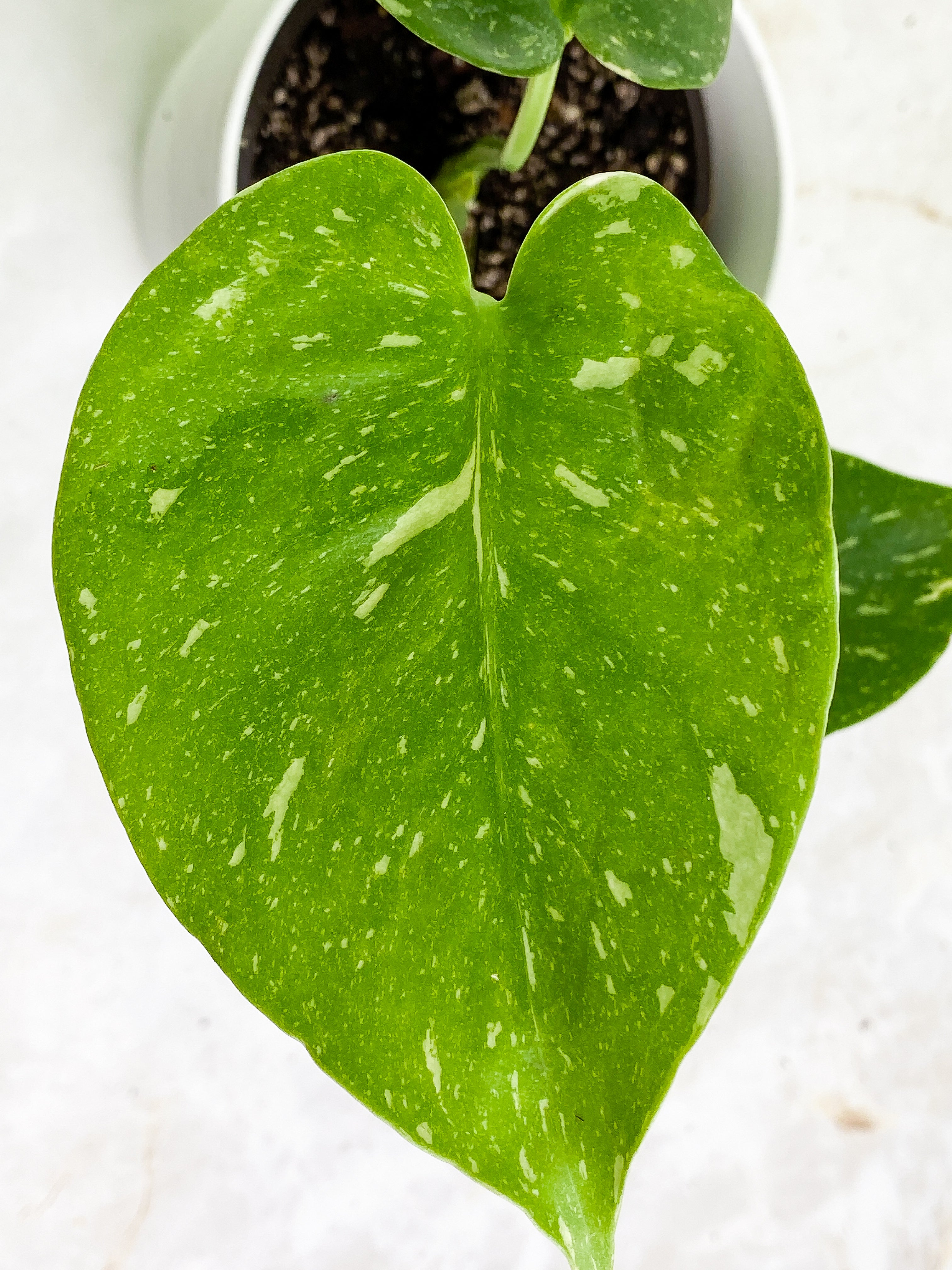 Monstera Thai Constellations Slightly Rooted 3 leaves