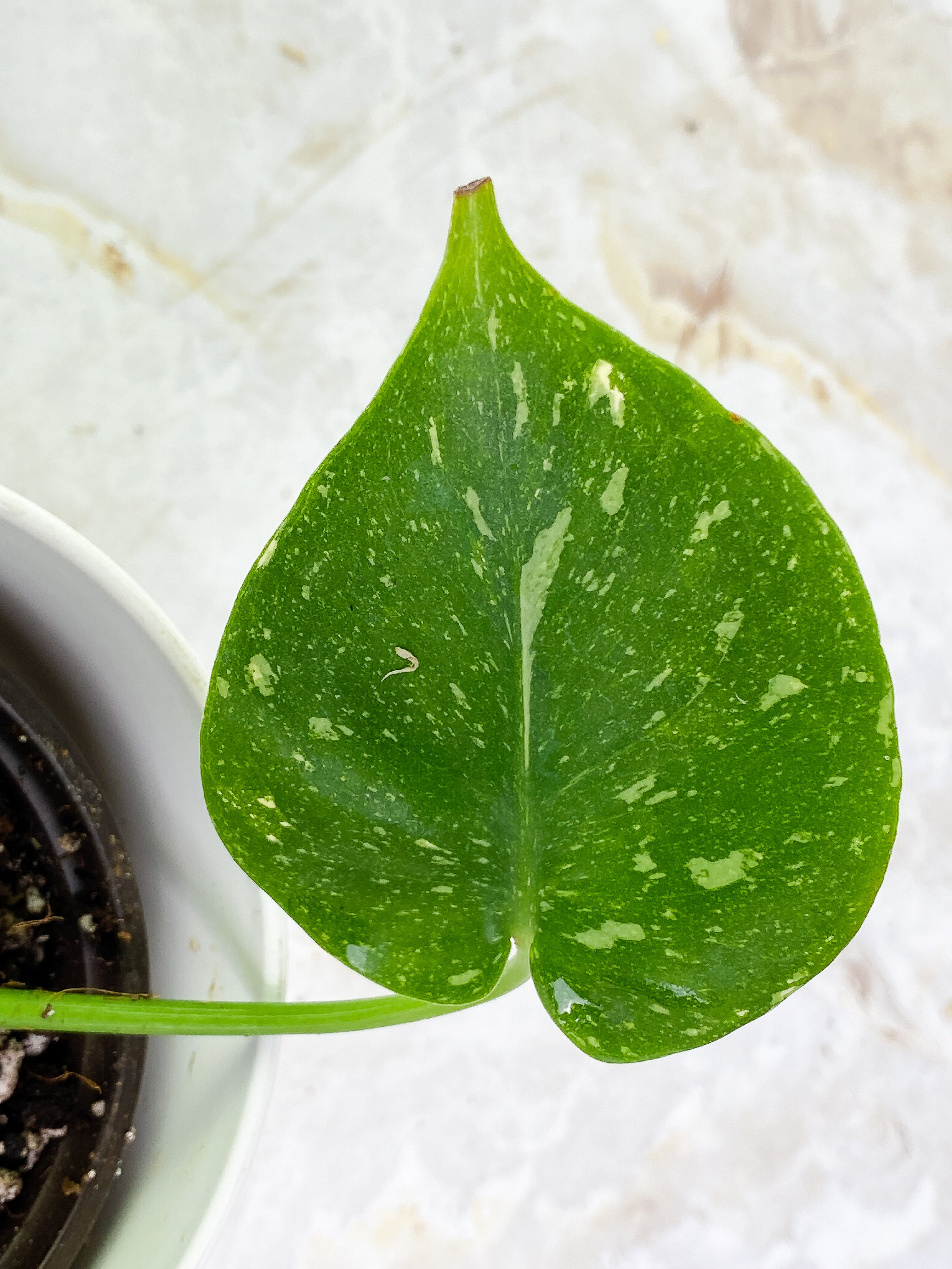 Monstera Thai Constellations Slightly Rooted 3 leaves