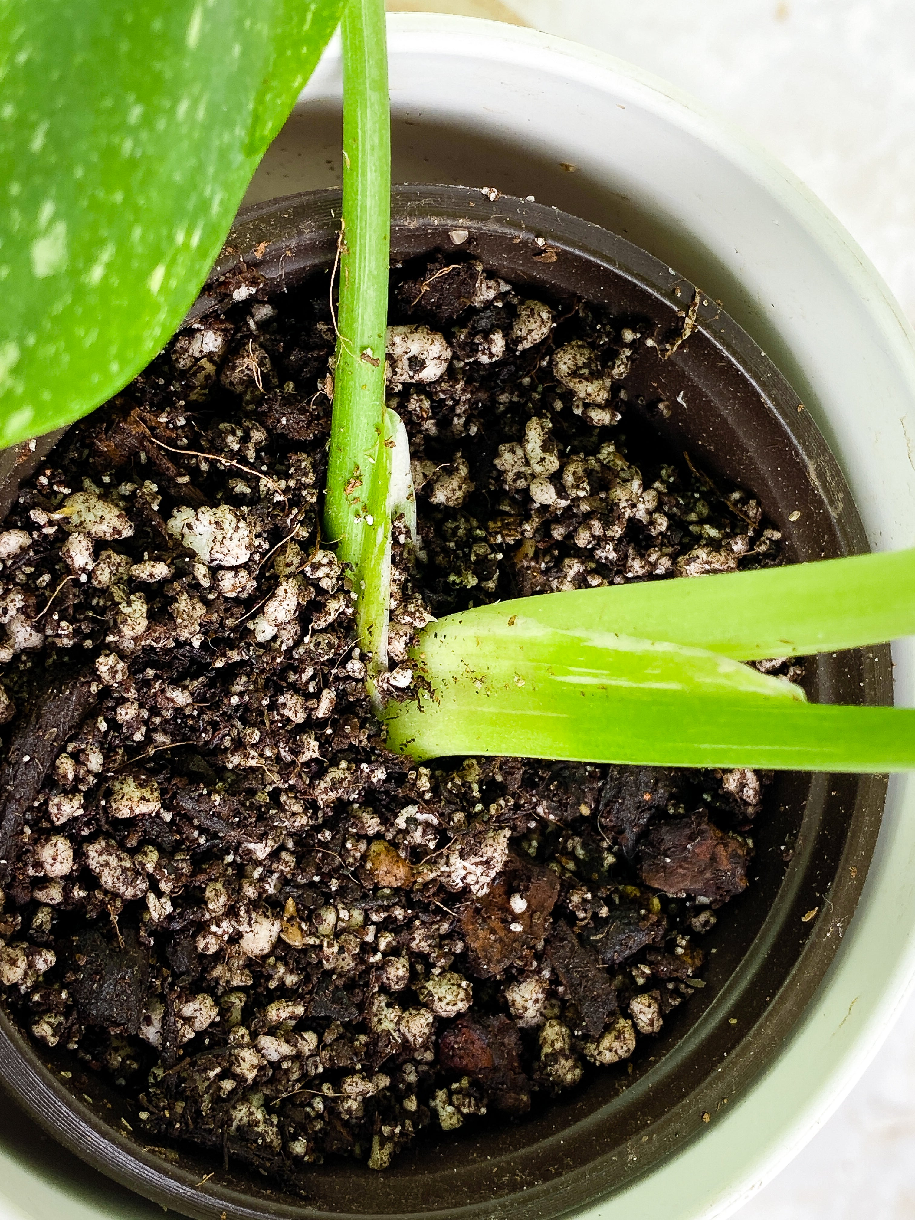 Monstera Thai Constellations Slightly Rooted 3 leaves