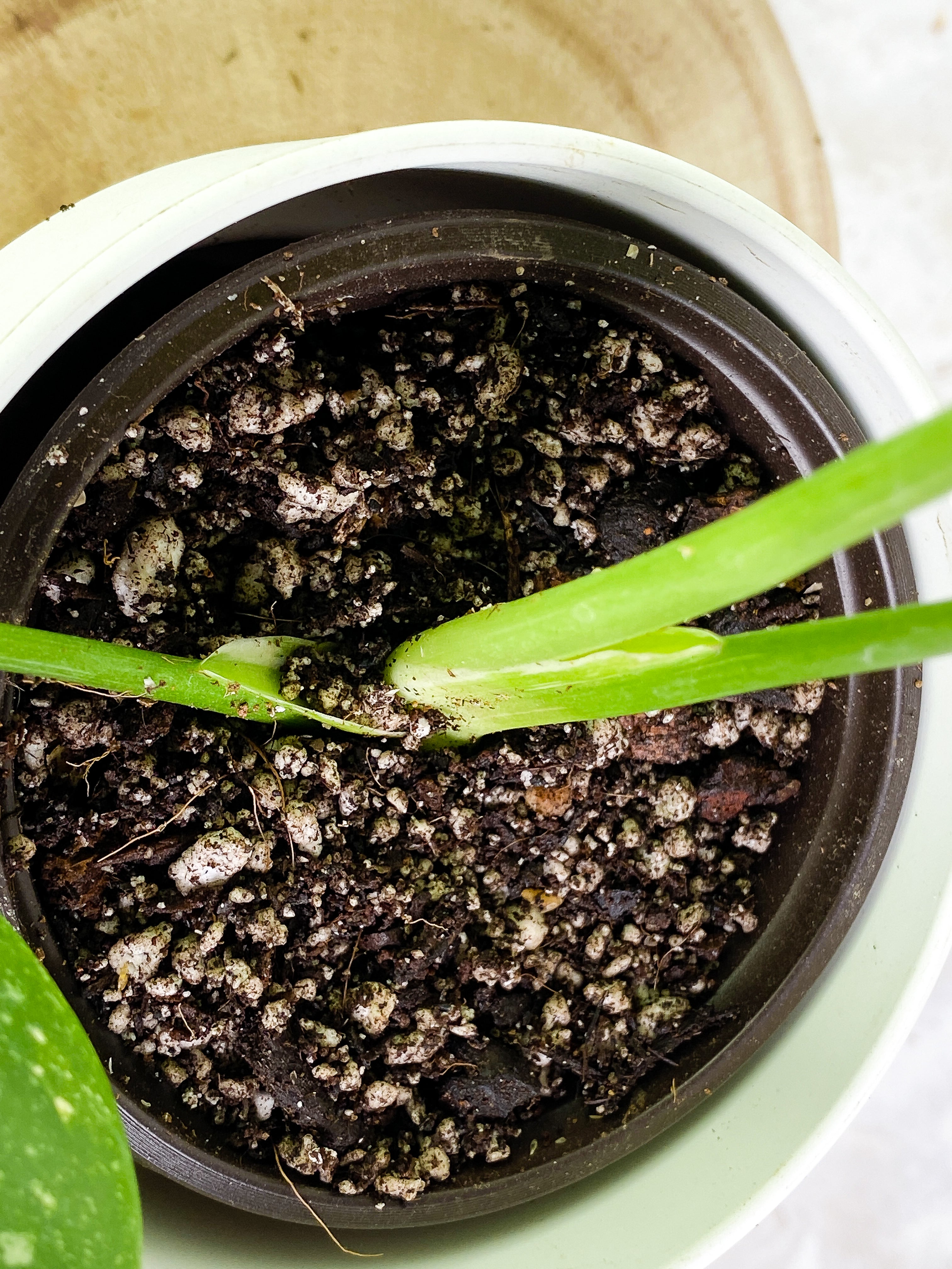 Monstera Thai Constellations Slightly Rooted 3 leaves