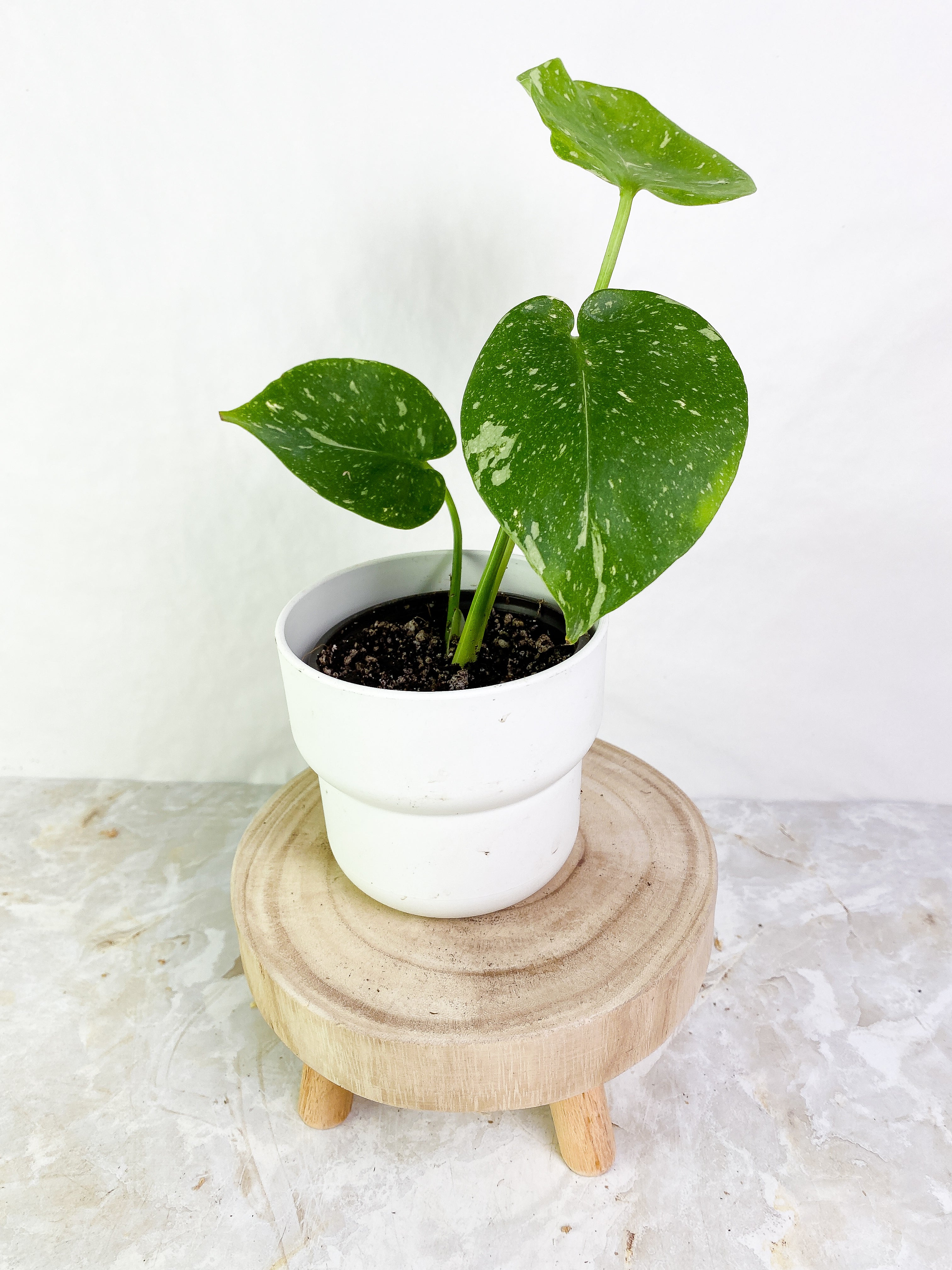 Monstera Thai Constellations Slightly Rooted 3 leaves