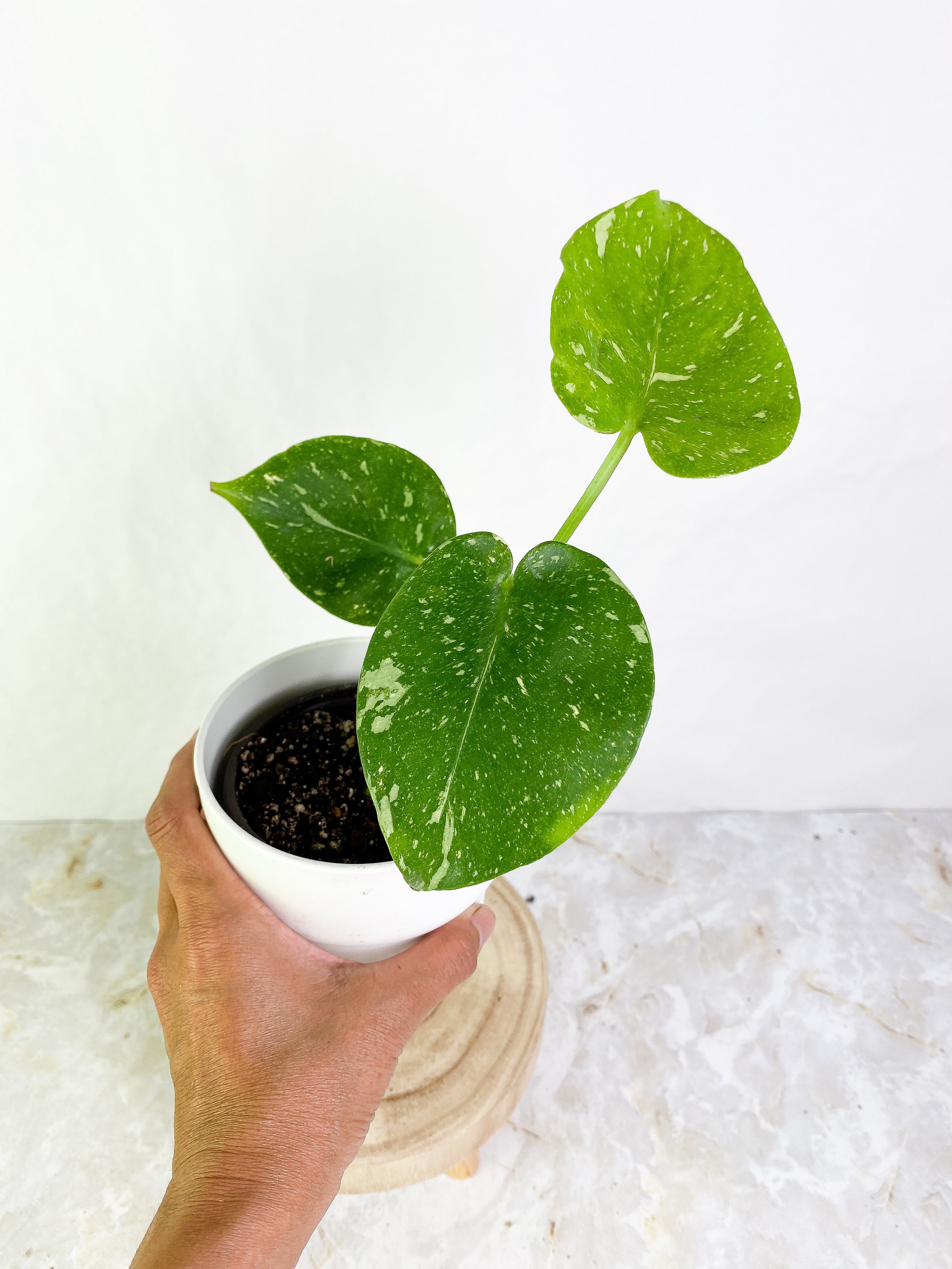 Monstera Thai Constellations Slightly Rooted 3 leaves