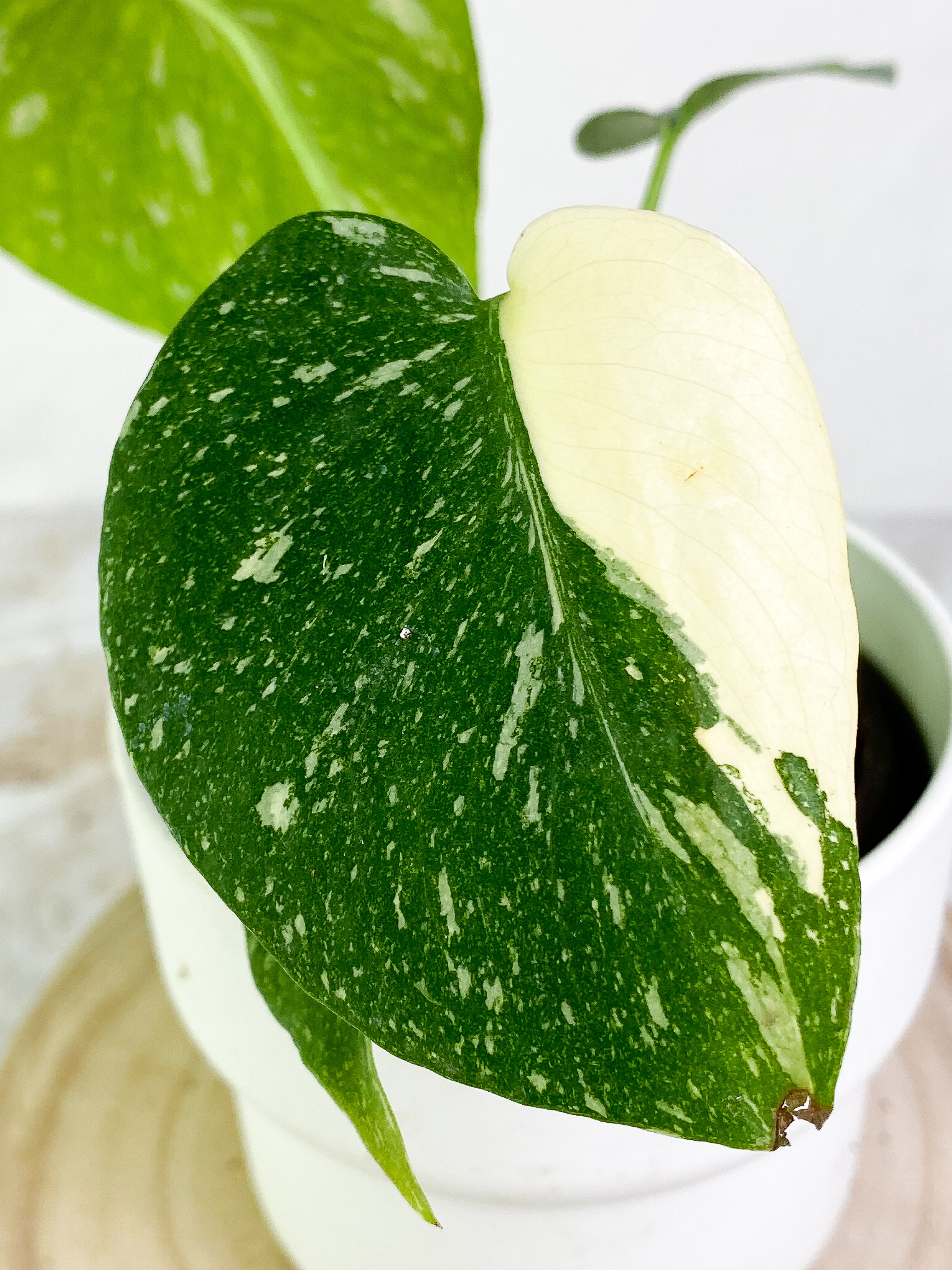 Monstera Thai Constellations Rooted 4 leaves Highly variegated