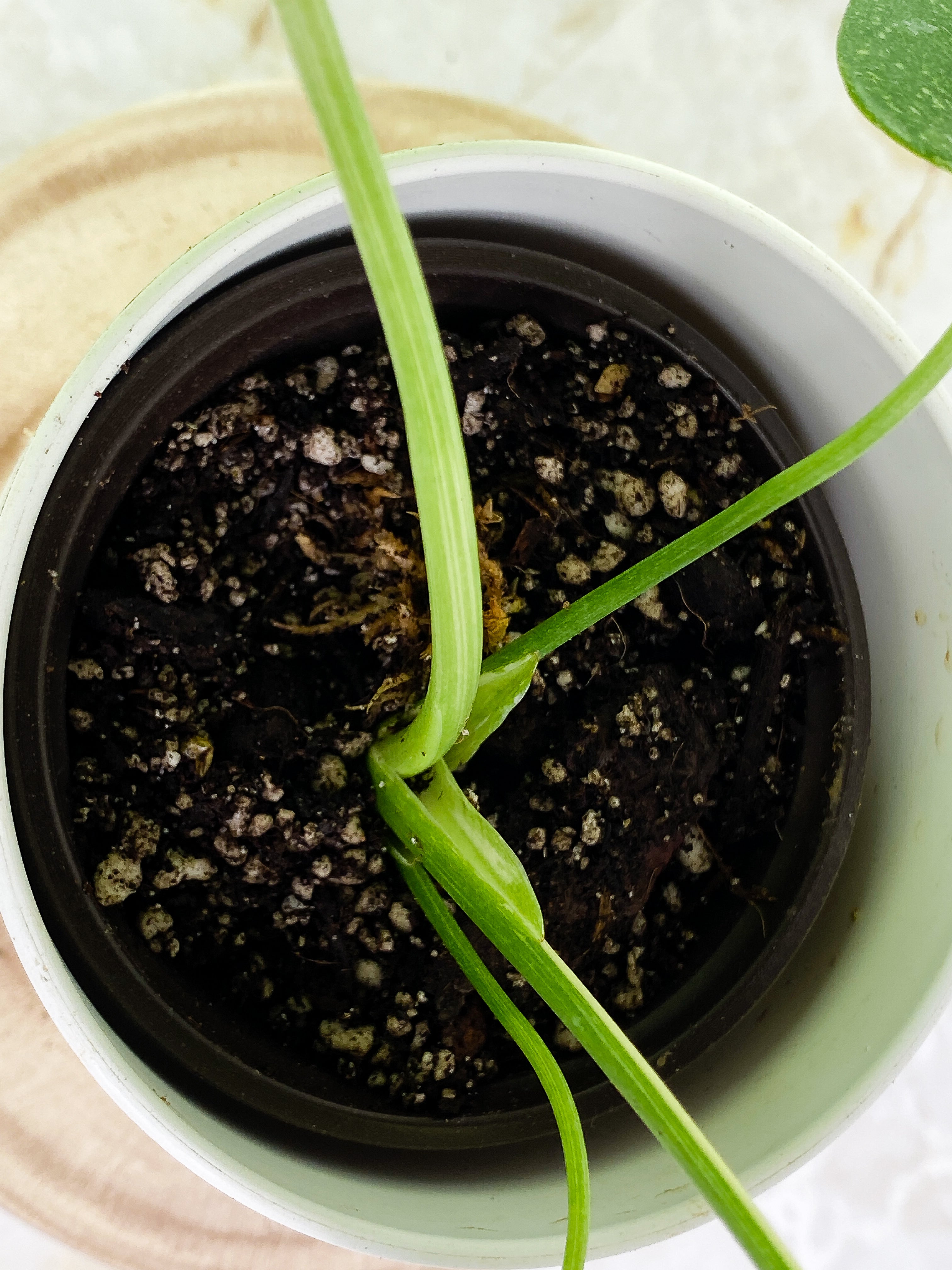 Monstera Thai Constellations Rooted 4 leaves Highly variegated