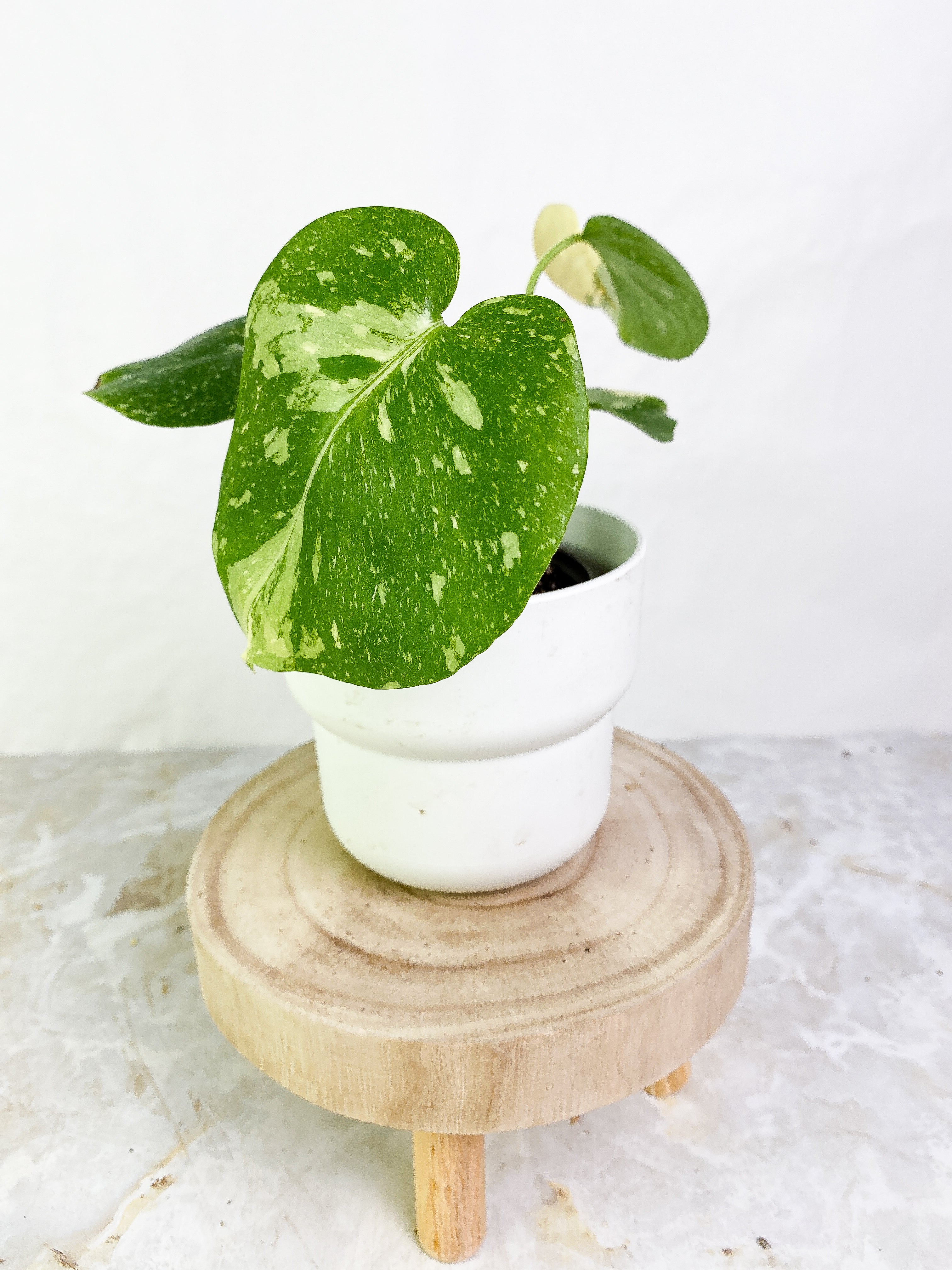 Monstera Thai Constellations Rooted 4 leaves Highly variegated