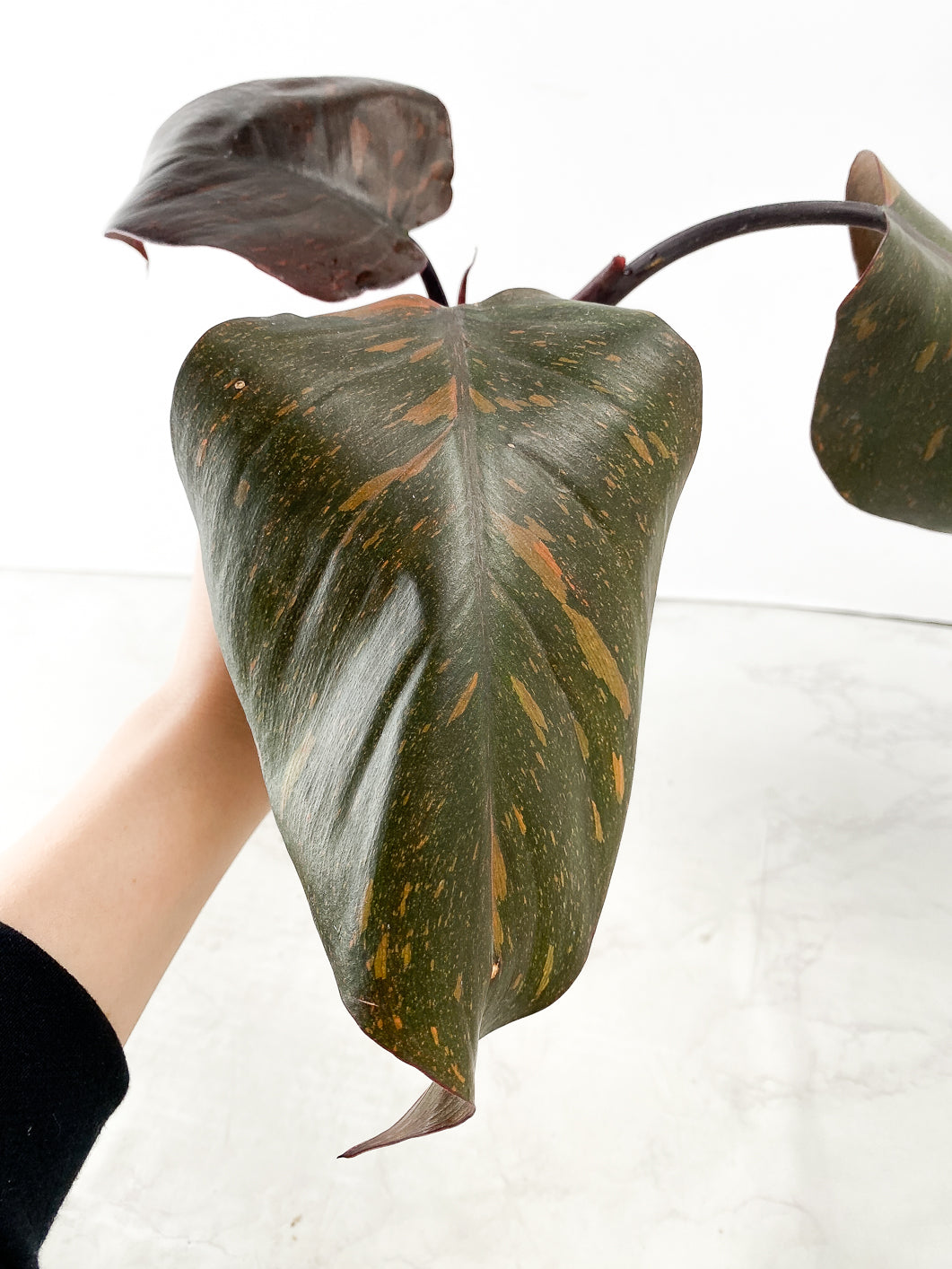 Philodendron Orange Princess Top Cutting 3 leaves 1 sprout