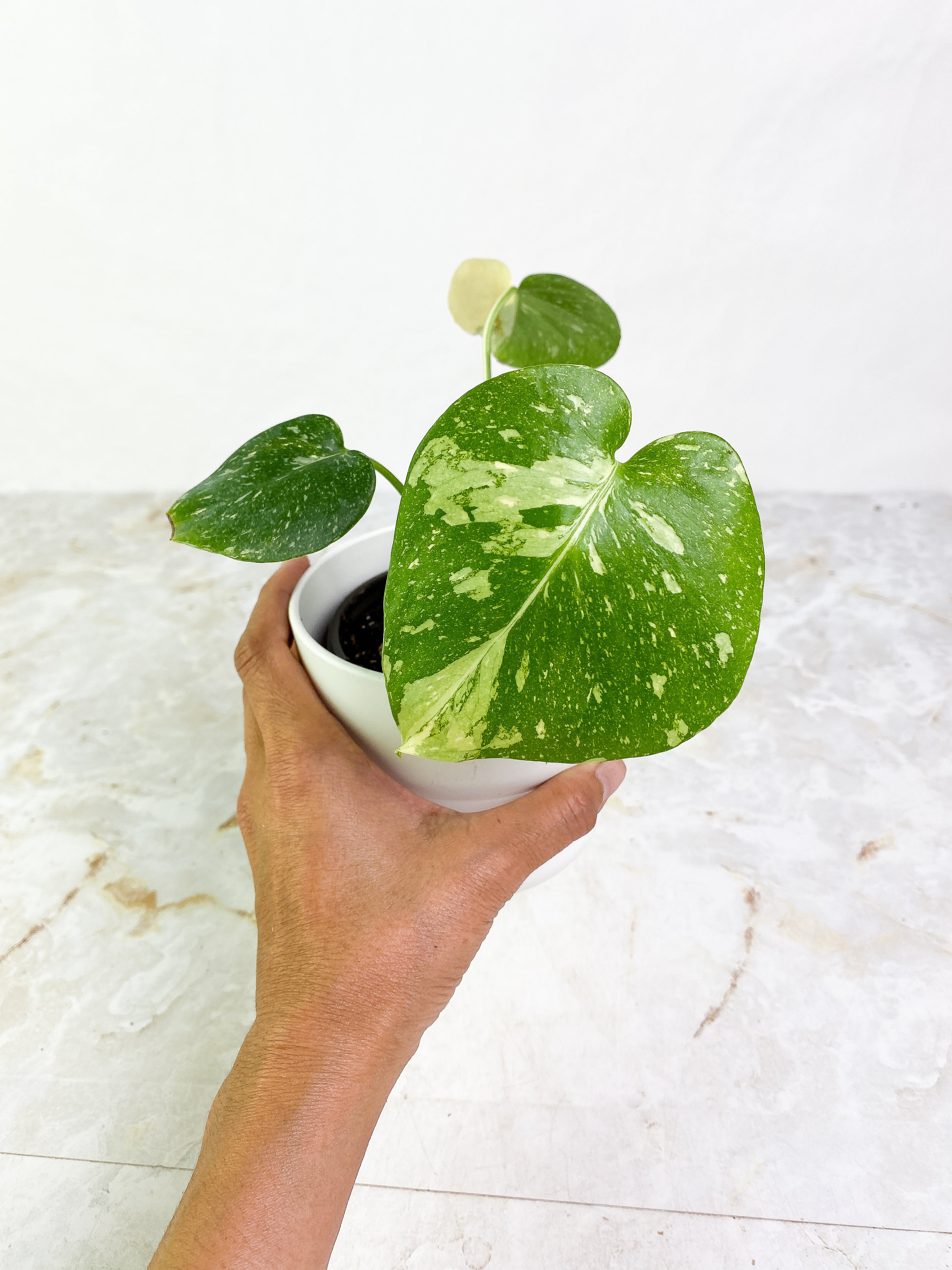 Monstera Thai Constellations Rooted 4 leaves Highly variegated