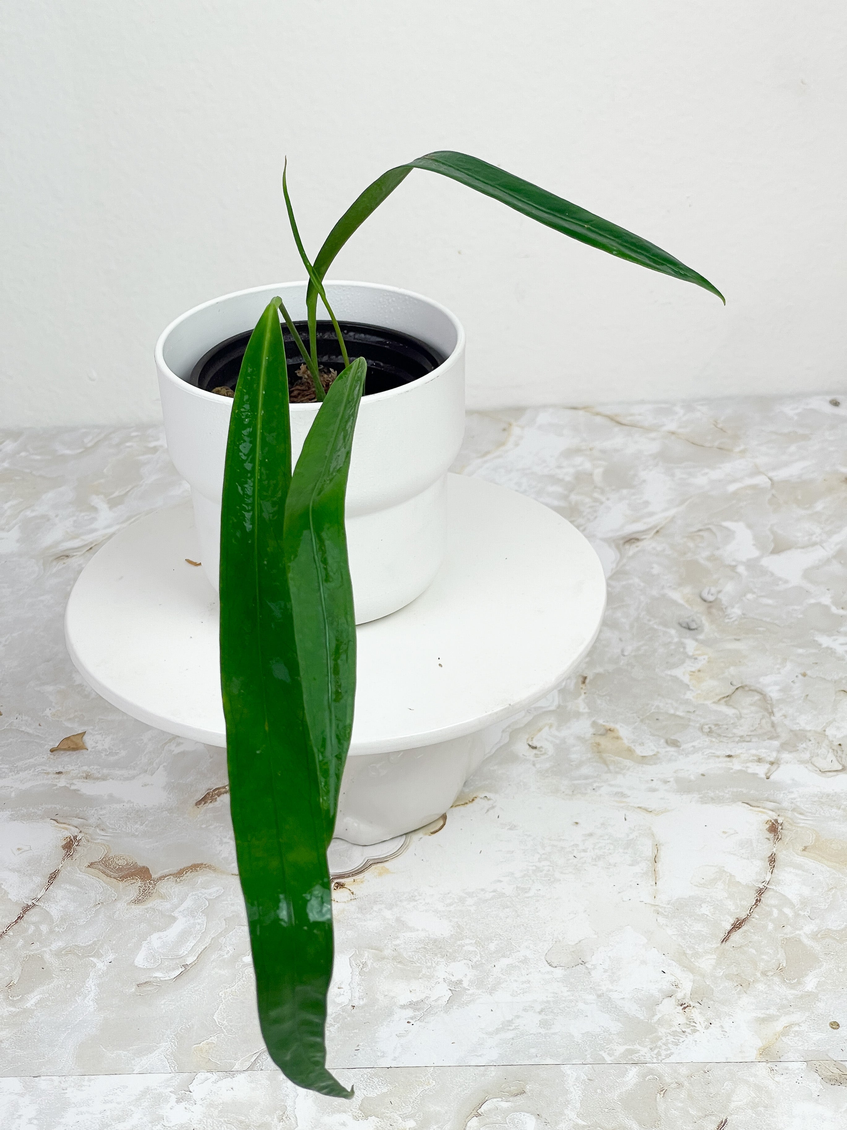 Anthurium pendens rooted 4 leaves. Longest Leaf is 7" long