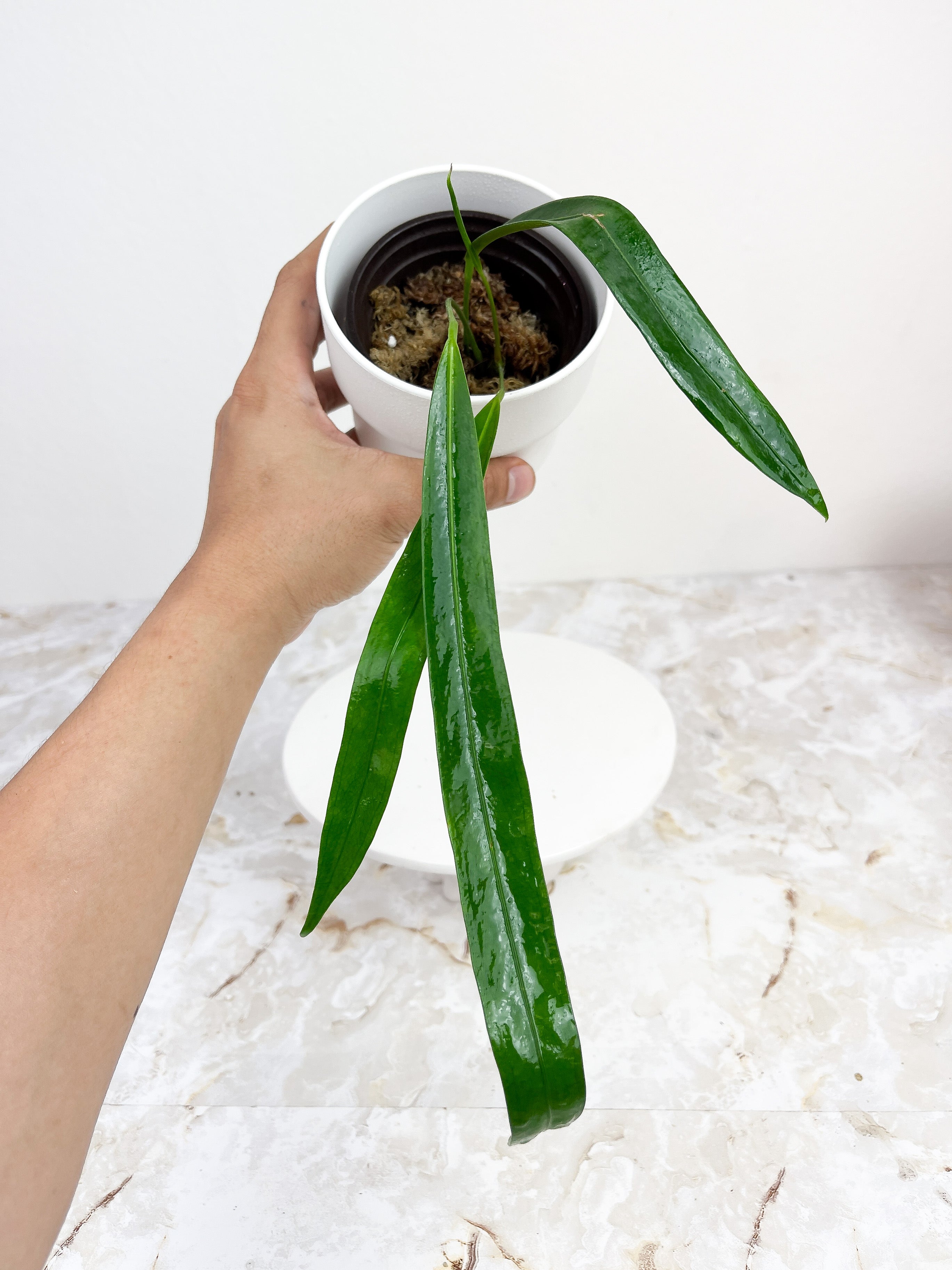 Anthurium pendens rooted 4 leaves. Longest Leaf is 7" long