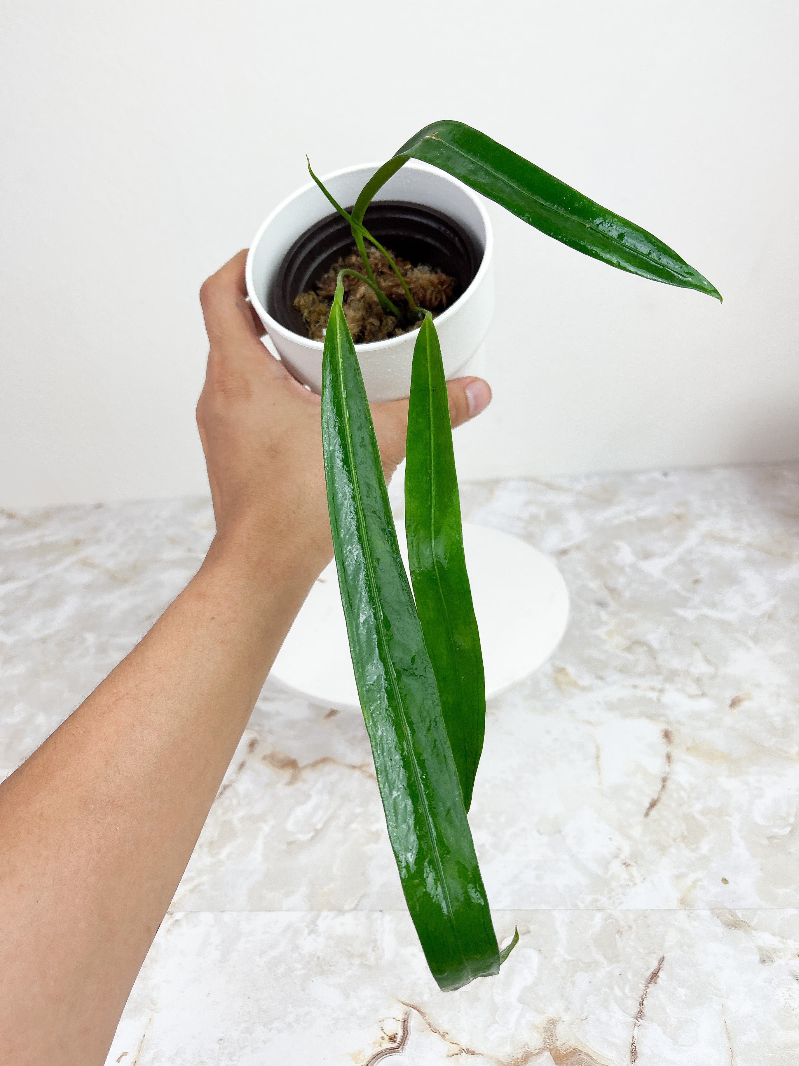 Anthurium pendens rooted 4 leaves. Longest Leaf is 7" long