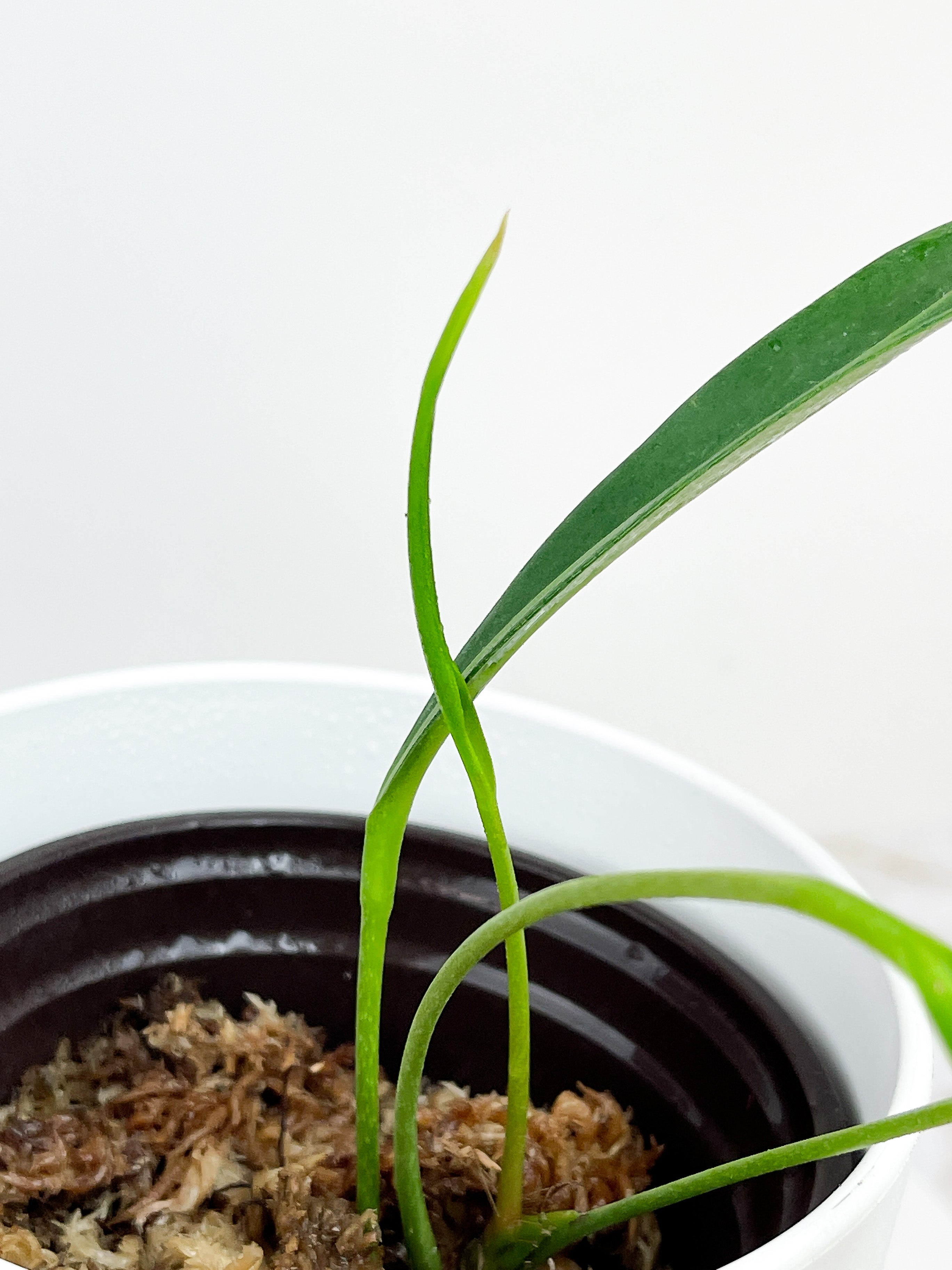 Anthurium pendens rooted 4 leaves. Longest Leaf is 7" long