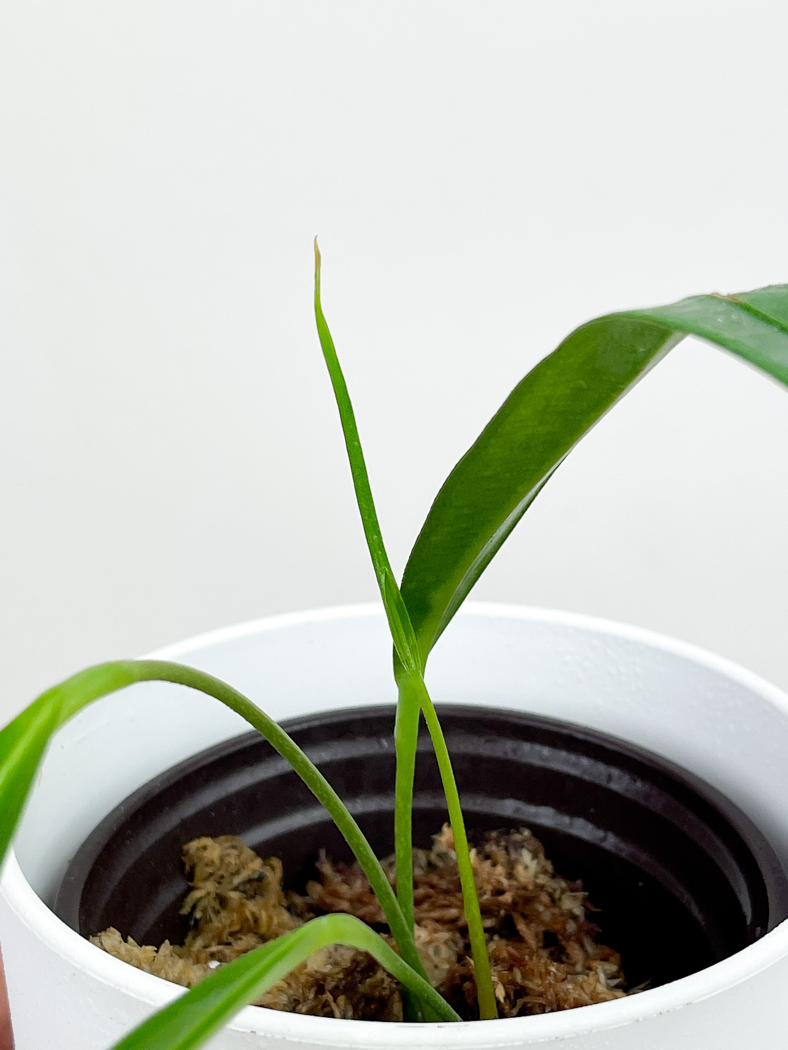 Anthurium pendens rooted 4 leaves. Longest Leaf is 7" long