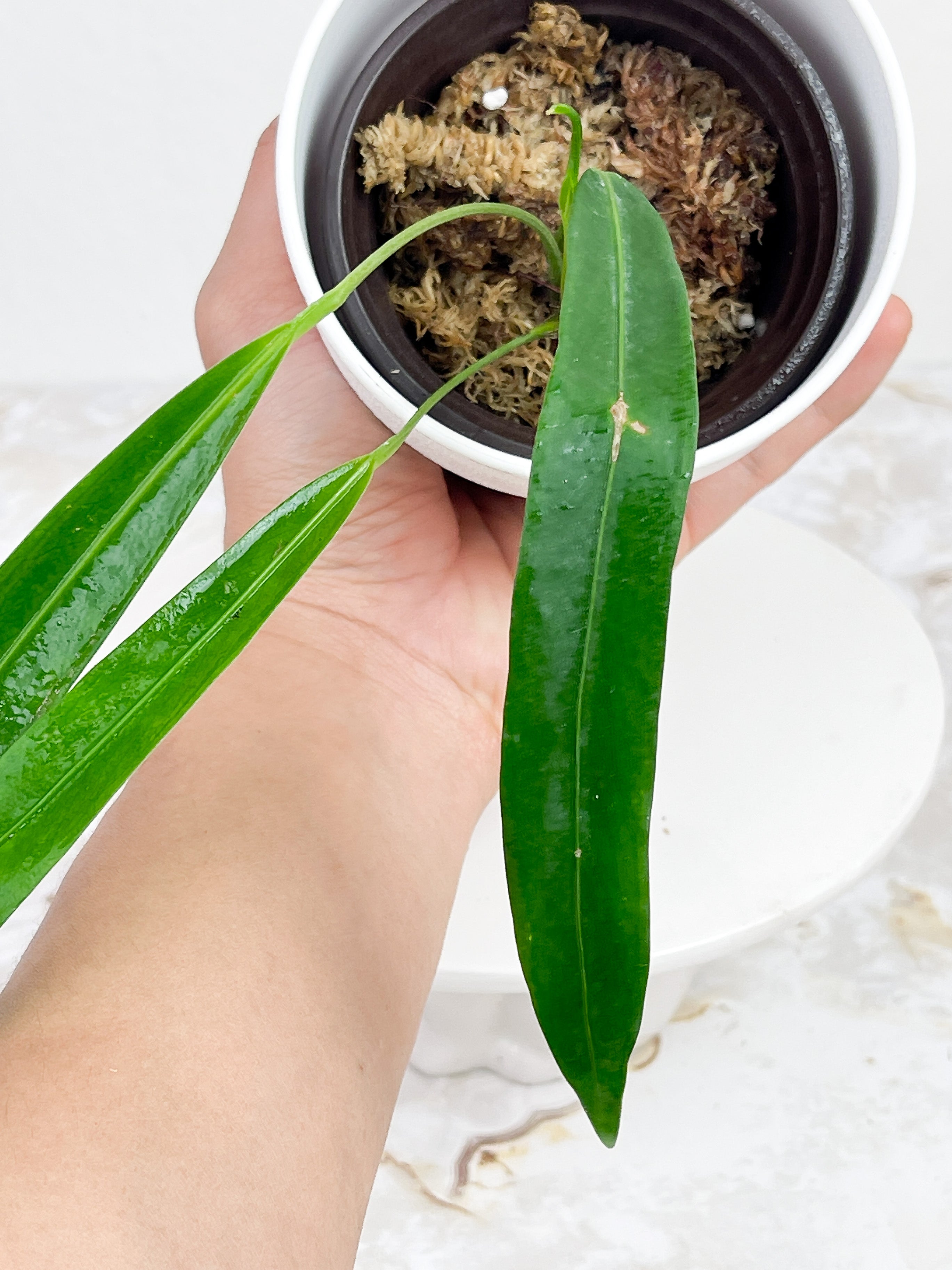 Anthurium pendens rooted 4 leaves. Longest Leaf is 7" long