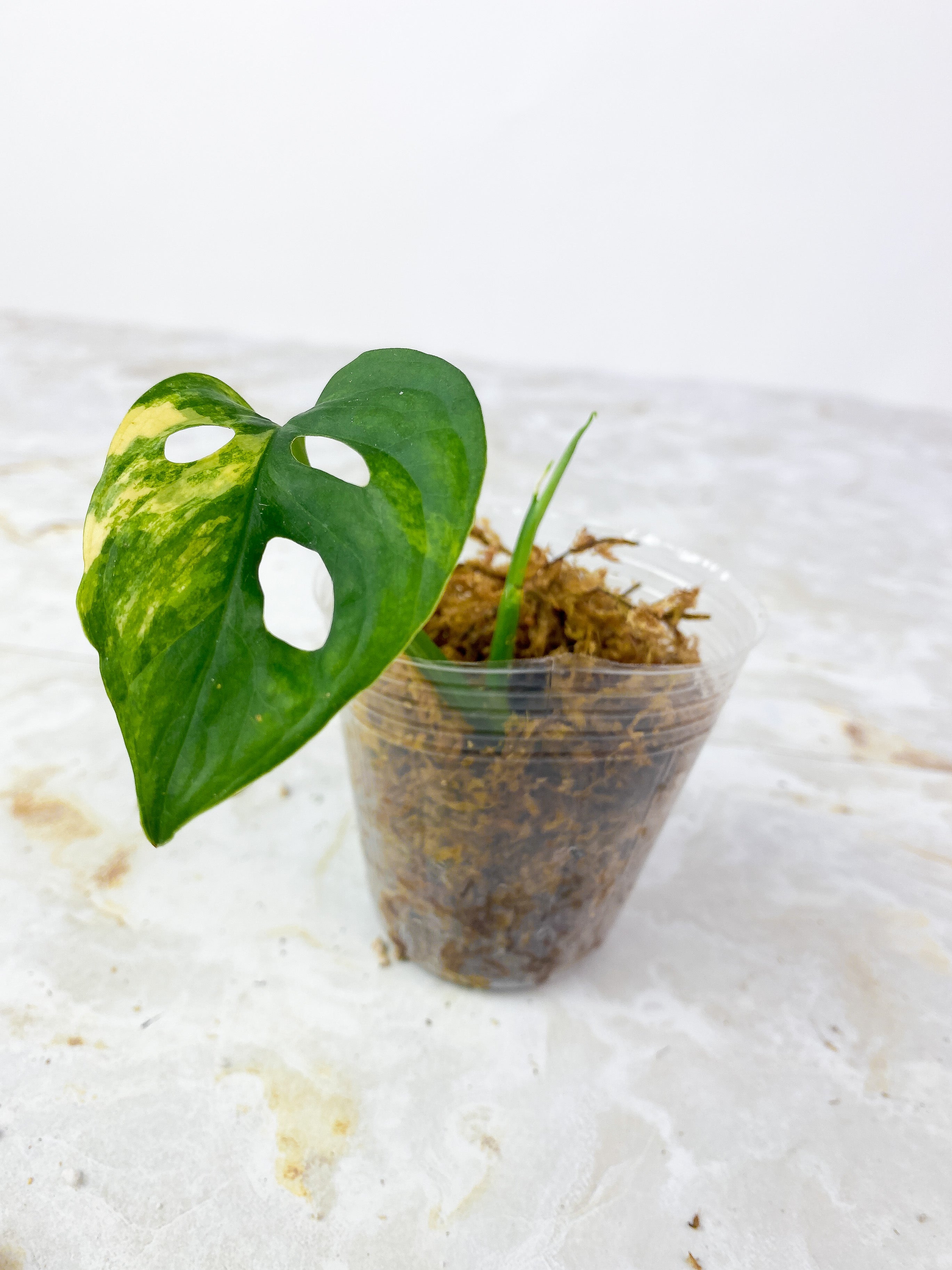 Monstera Adansonii Aurea Rooted 2 leaves