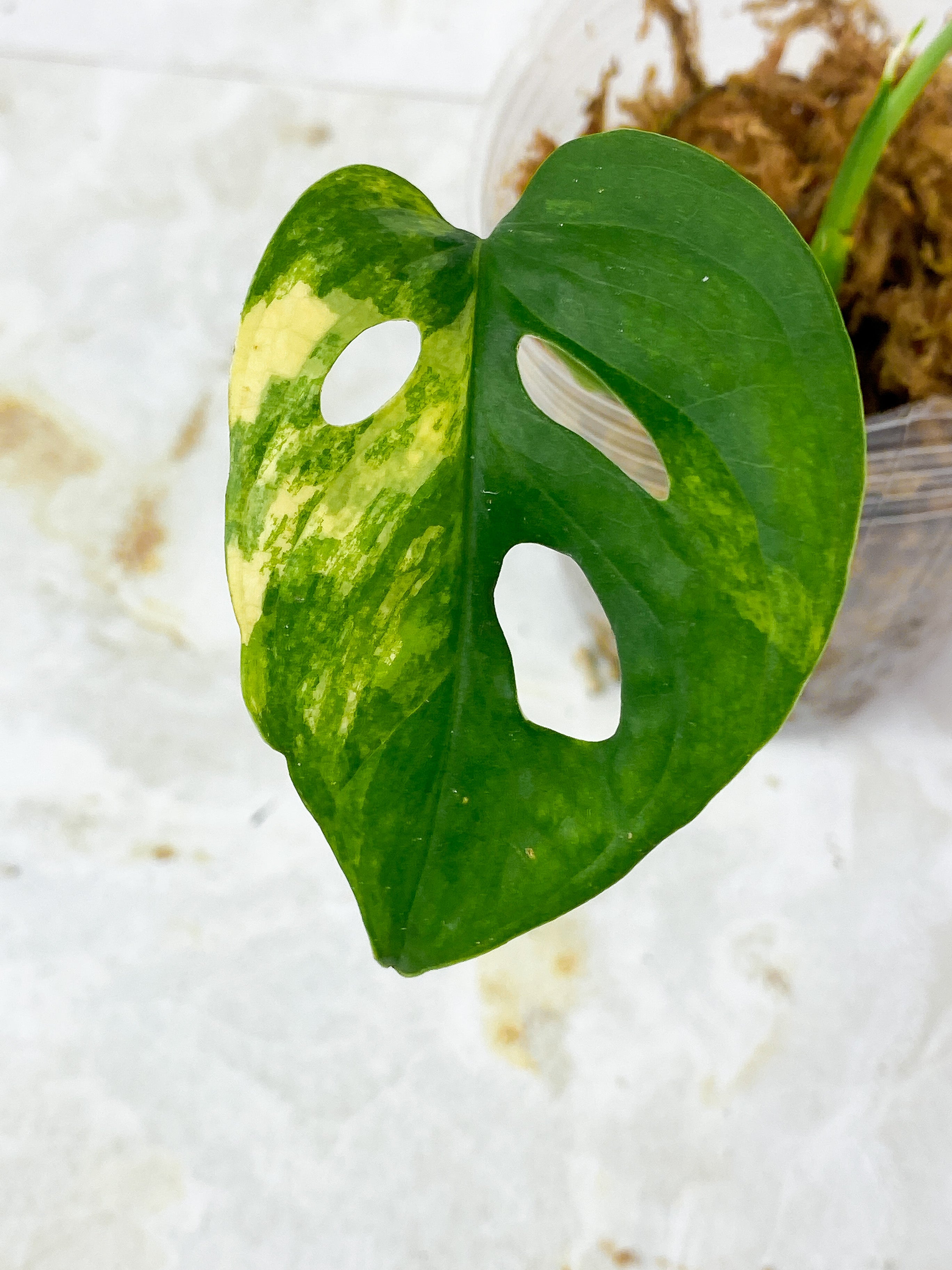 Monstera Adansonii Aurea Rooted 2 leaves