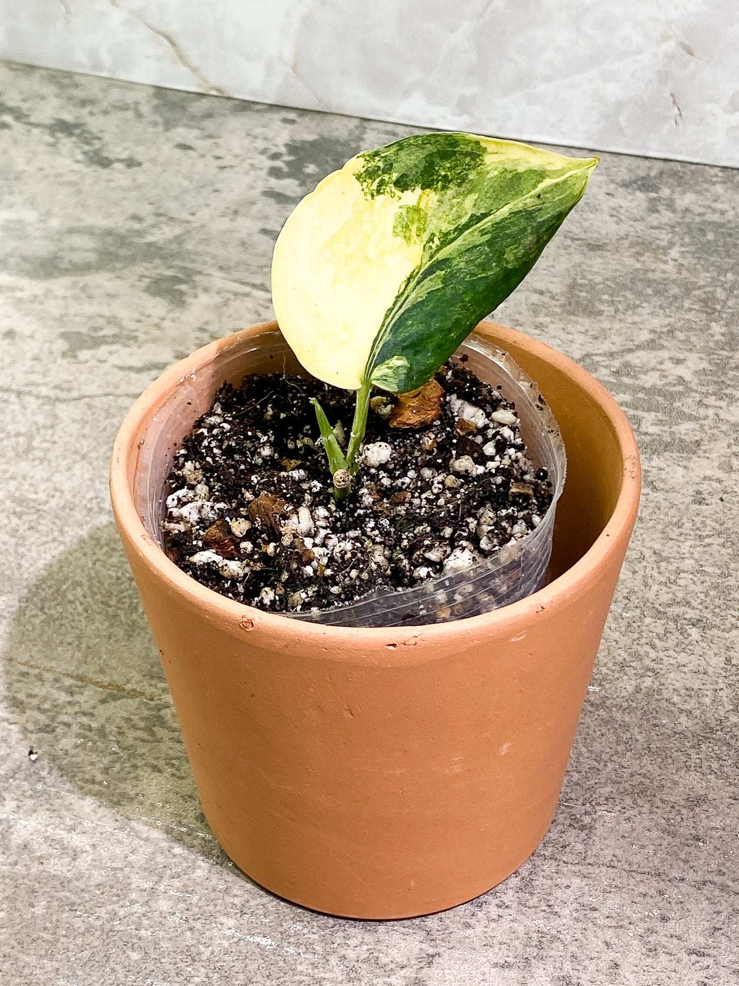 Scindapsus Jade Satin variegated 1 leaf 1 sprout fully rooted