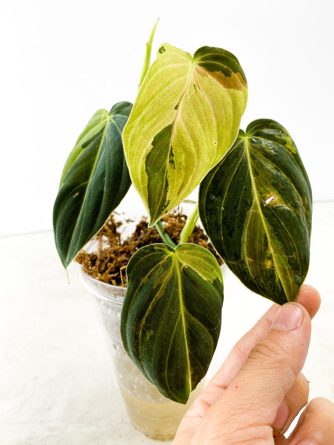 Philodendron Melanochrysum  variegated  5 leaves 1 sprout rooted in moss