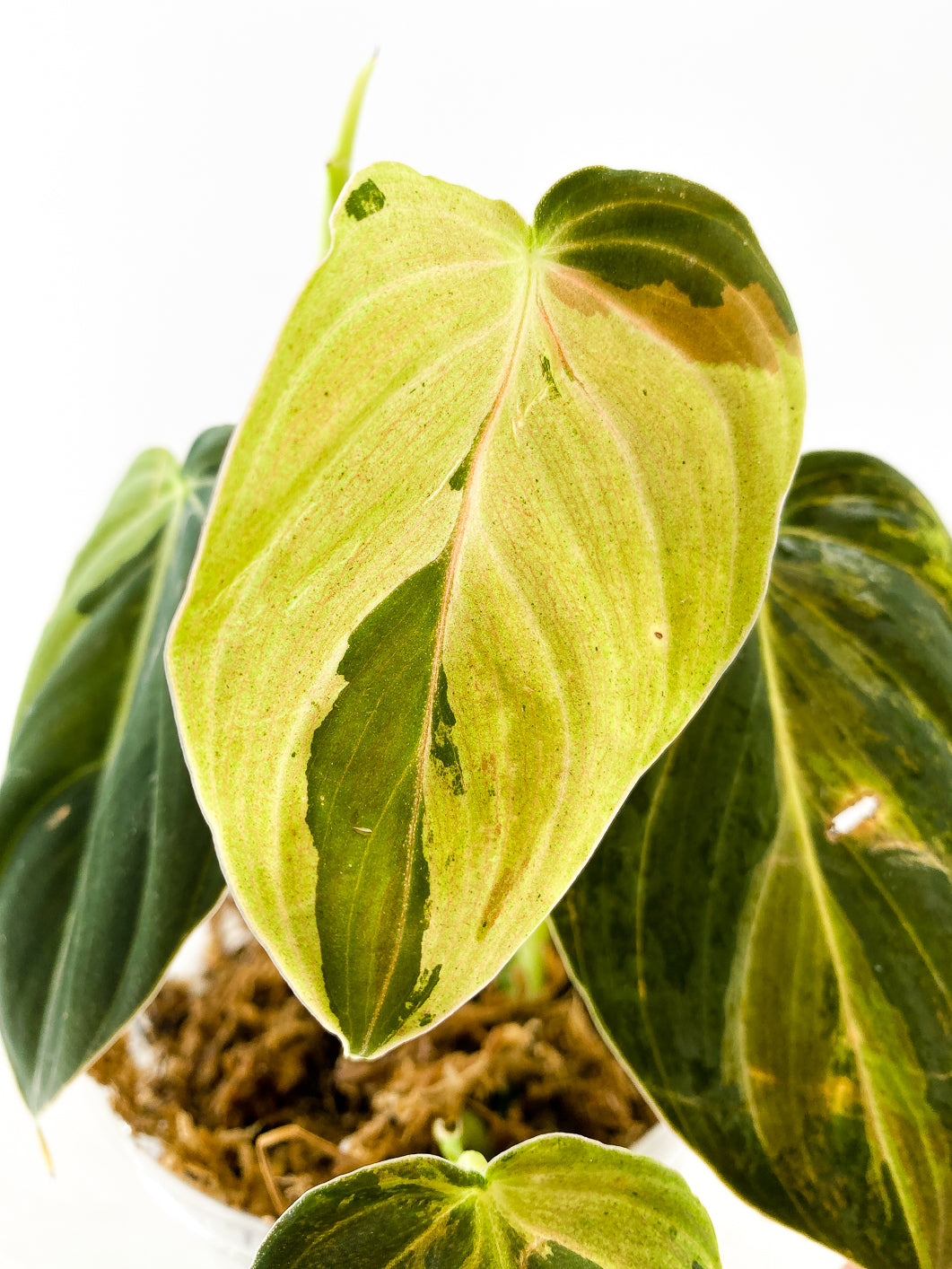 Philodendron Melanochrysum  variegated  5 leaves 1 sprout rooted in moss