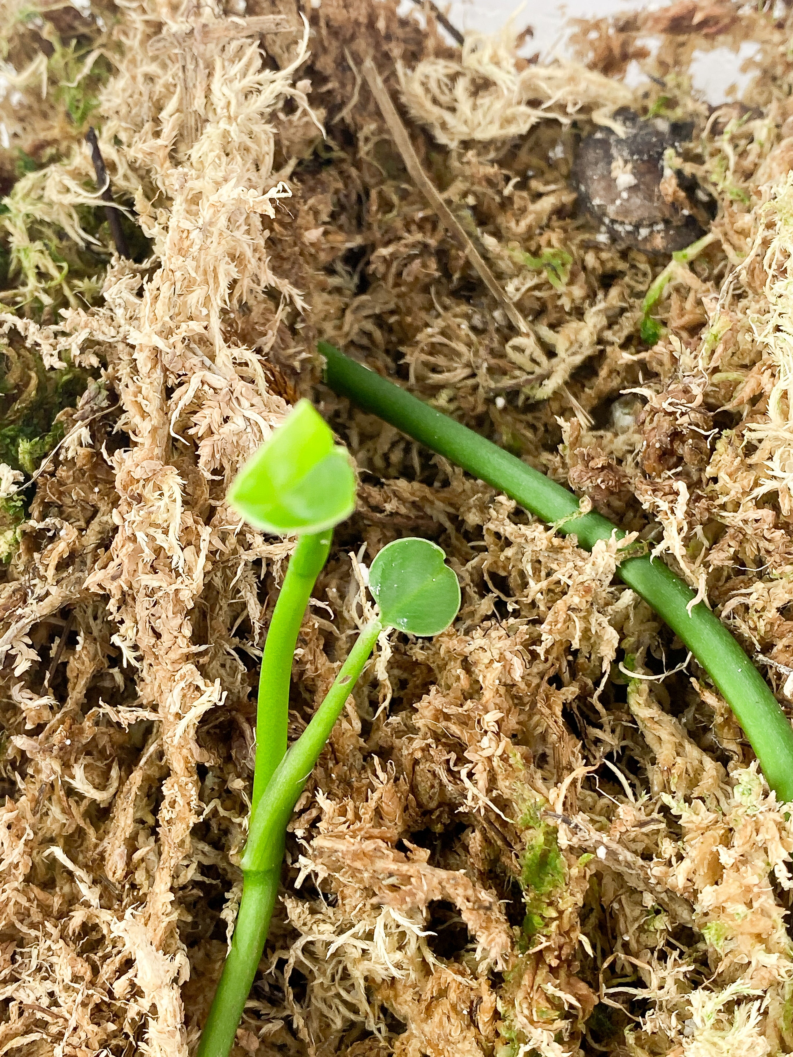 Grower Choice Monstera Obliqua Los Tayos Rooting sprout