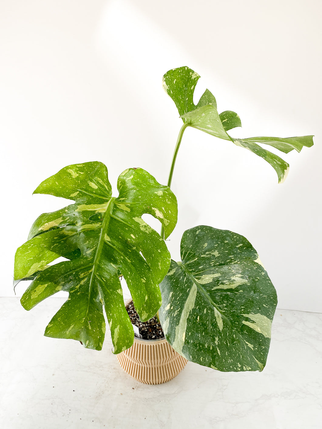 Monstera thai constellations Rooted 4 leaves
