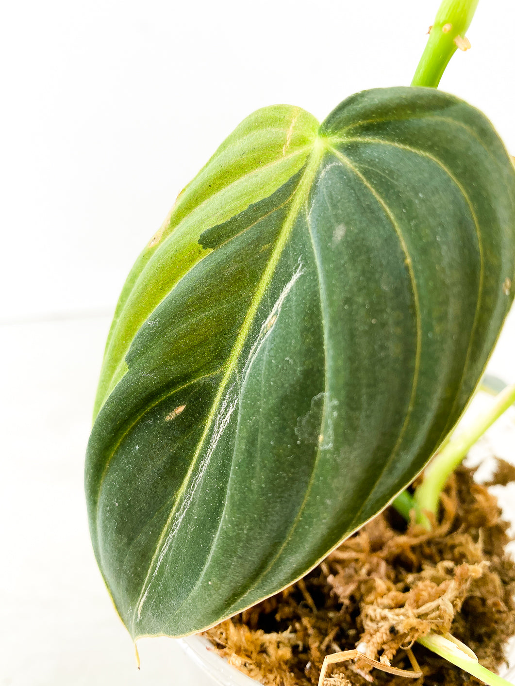 Philodendron Melanochrysum  variegated  5 leaves 1 sprout rooted in moss