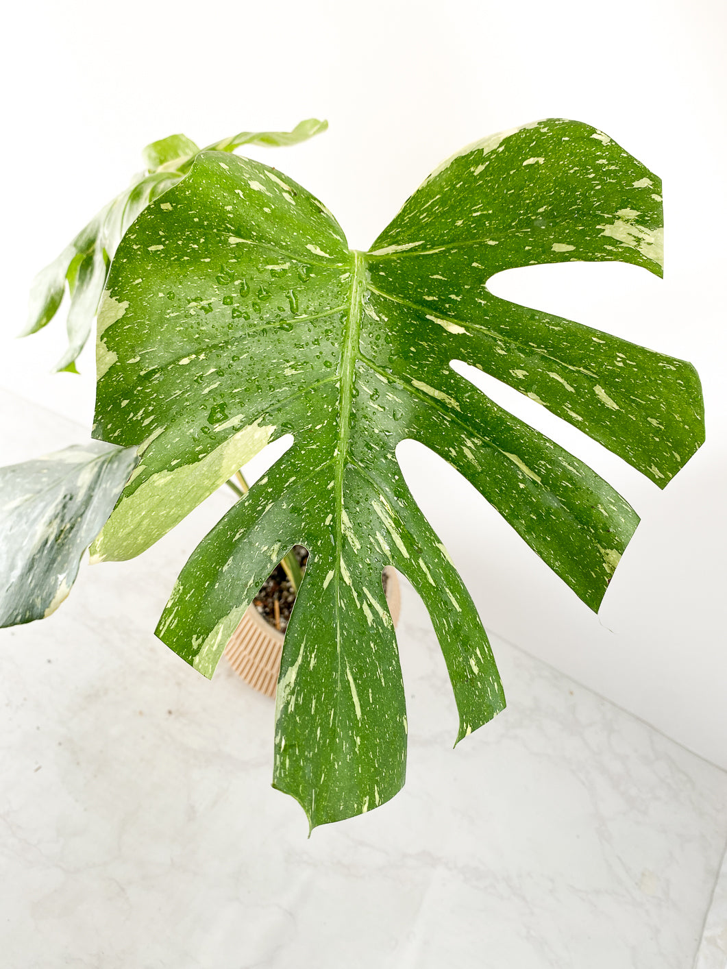 Monstera thai constellations Rooted 4 leaves