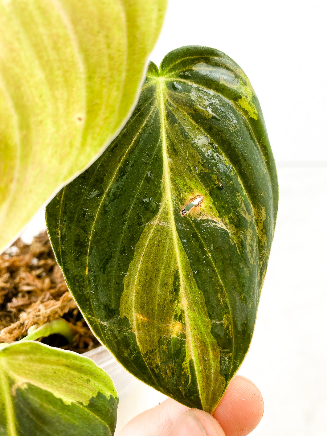 Philodendron Melanochrysum  variegated  5 leaves 1 sprout rooted in moss