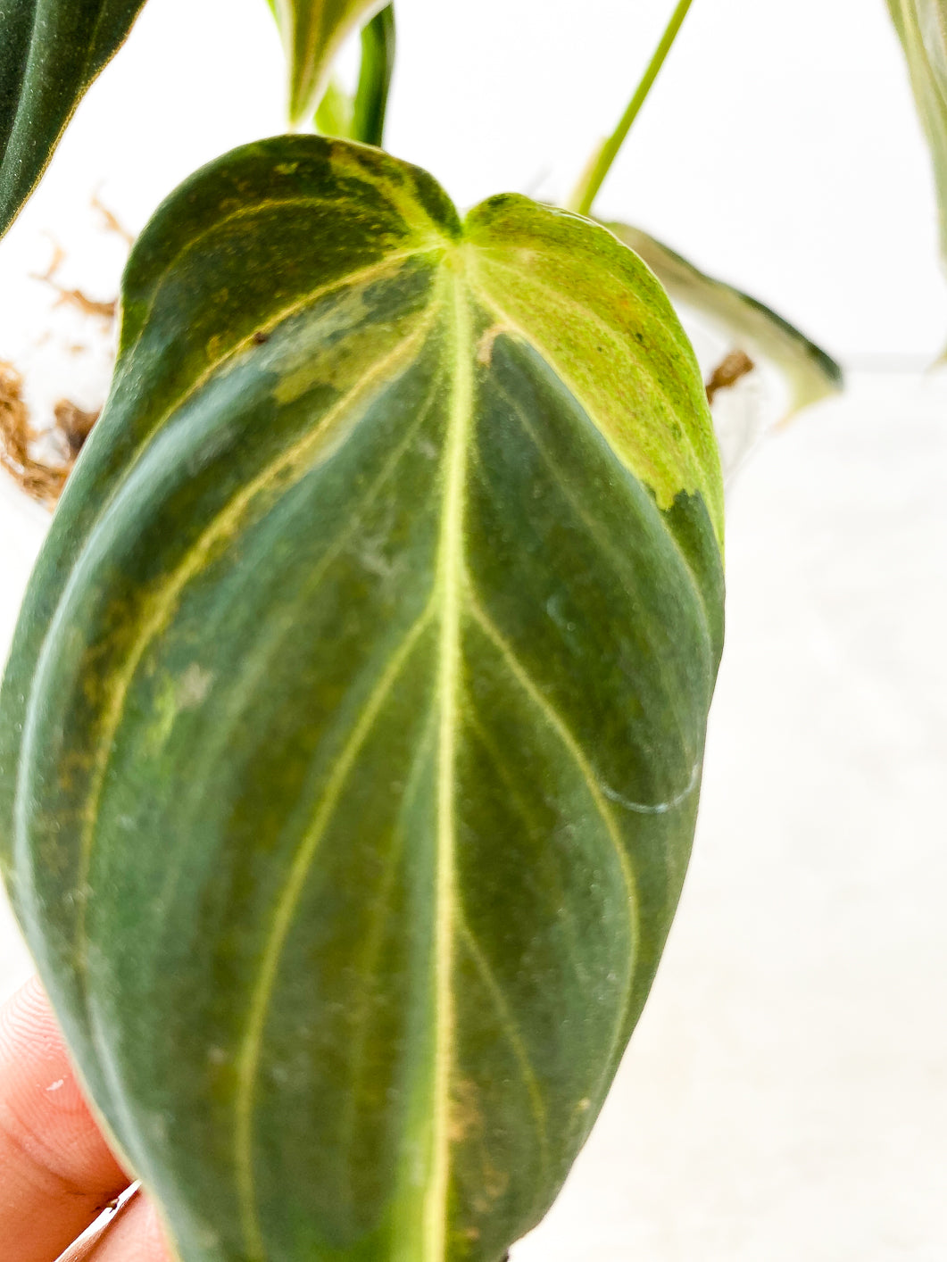 Philodendron Melanochrysum  variegated  5 leaves 1 sprout rooted in moss