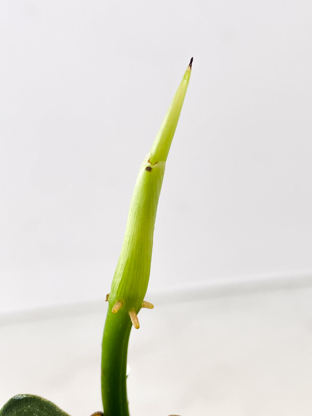 Philodendron Melanochrysum  variegated  5 leaves 1 sprout rooted in moss