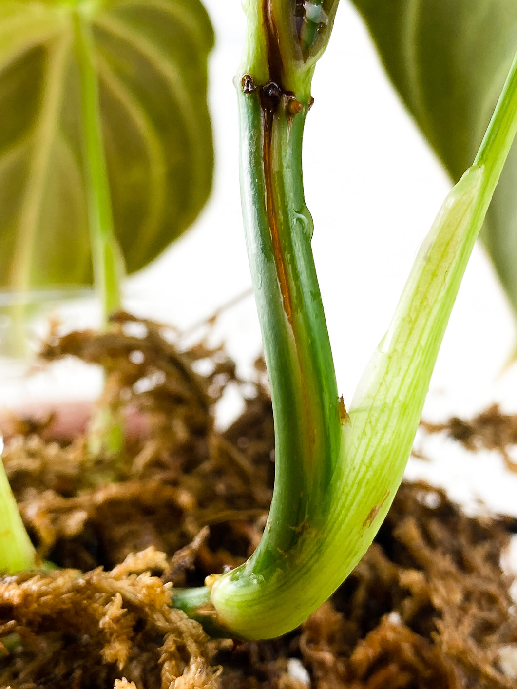 Philodendron Melanochrysum  variegated  5 leaves 1 sprout rooted in moss