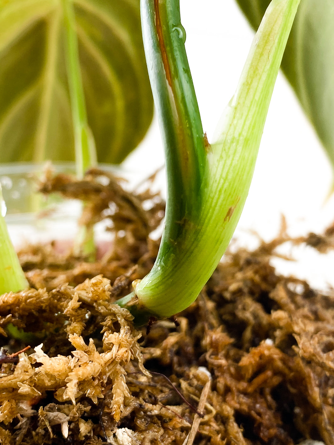 Philodendron Melanochrysum  variegated  5 leaves 1 sprout rooted in moss