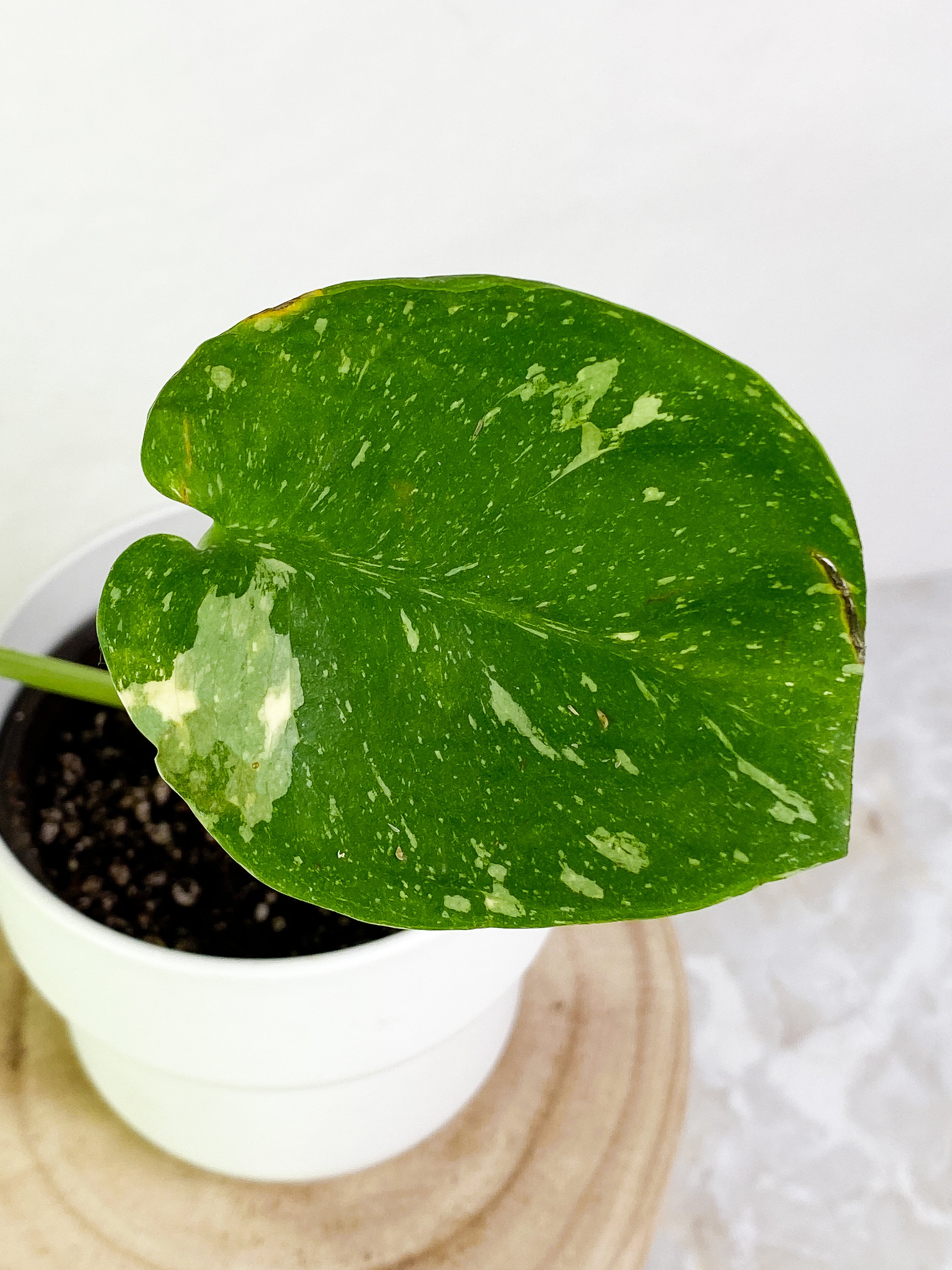 Monstera Thai 2 leaves rooted