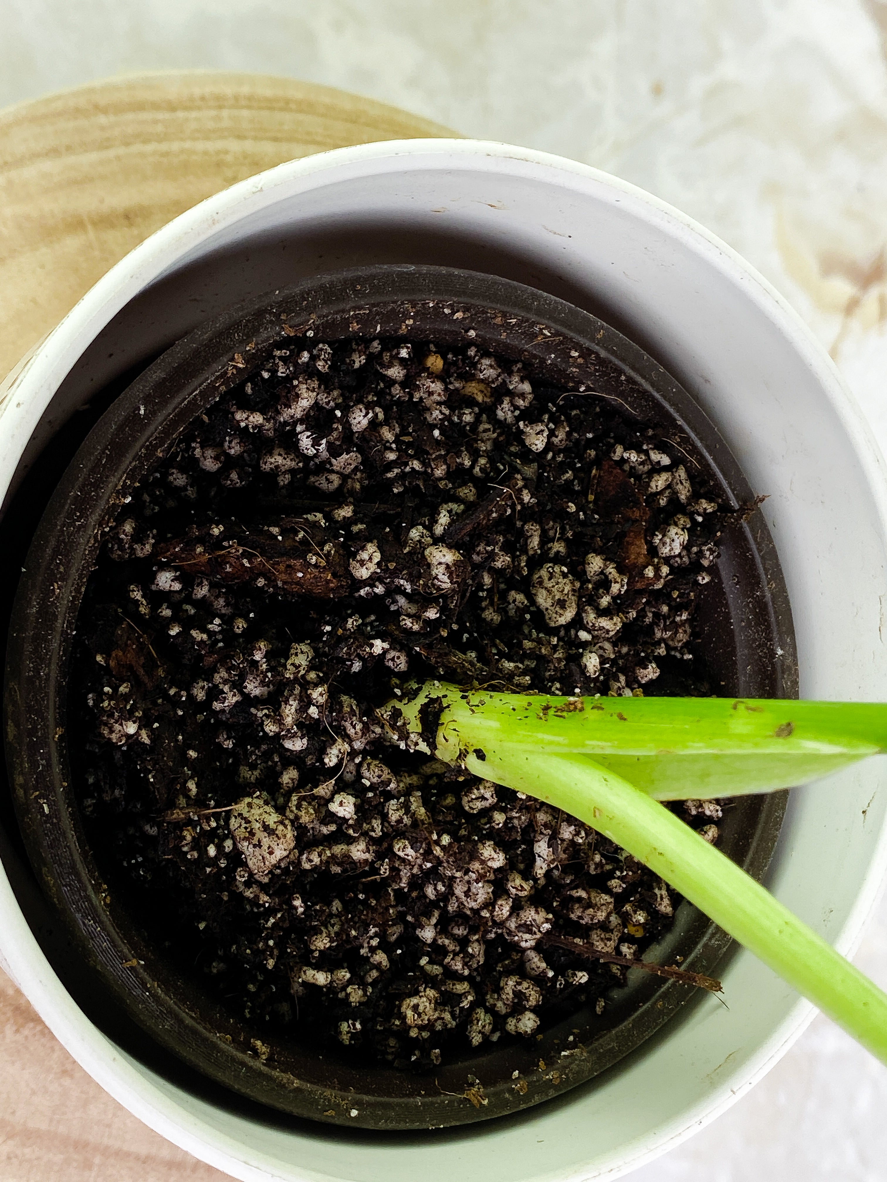 Monstera Thai 2 leaves rooted