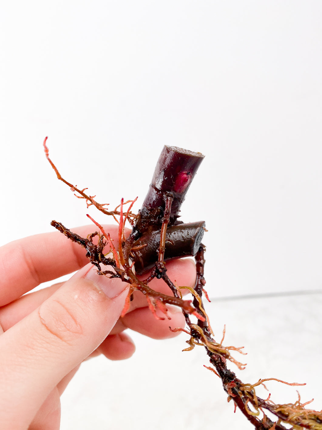 Philodendron Strawberry Shake double node