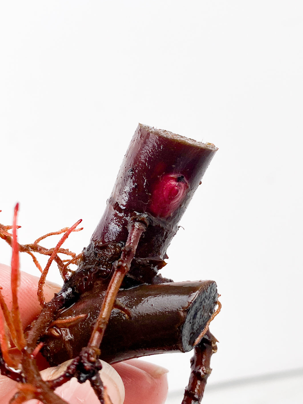 Philodendron Strawberry Shake double node
