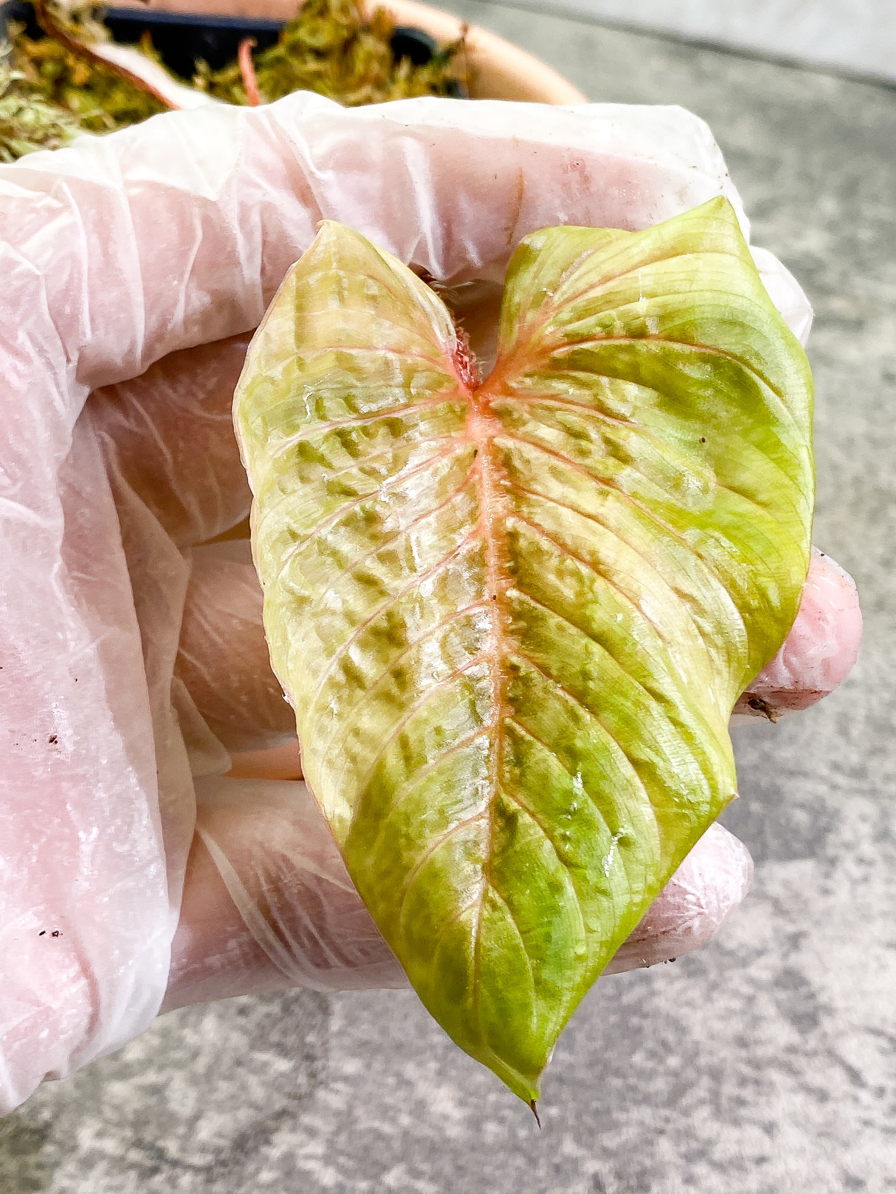 Philodendron Serpens Rooted 2 leaves 1 sprout