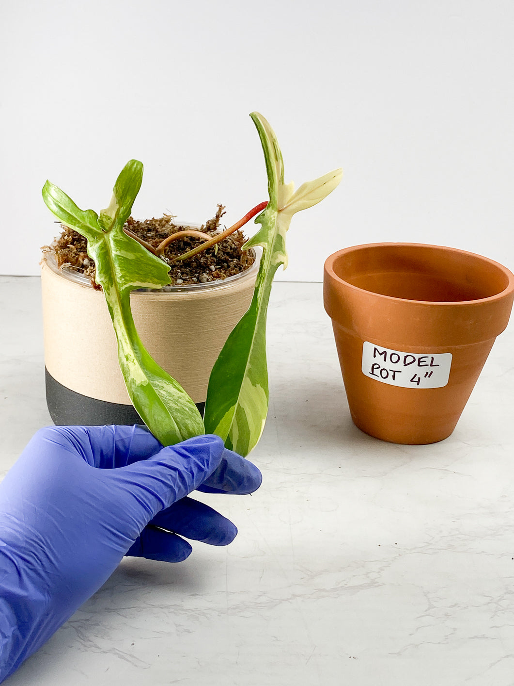 Philodendron Florida Beauty  2 leaves 2 sprouts Rooted