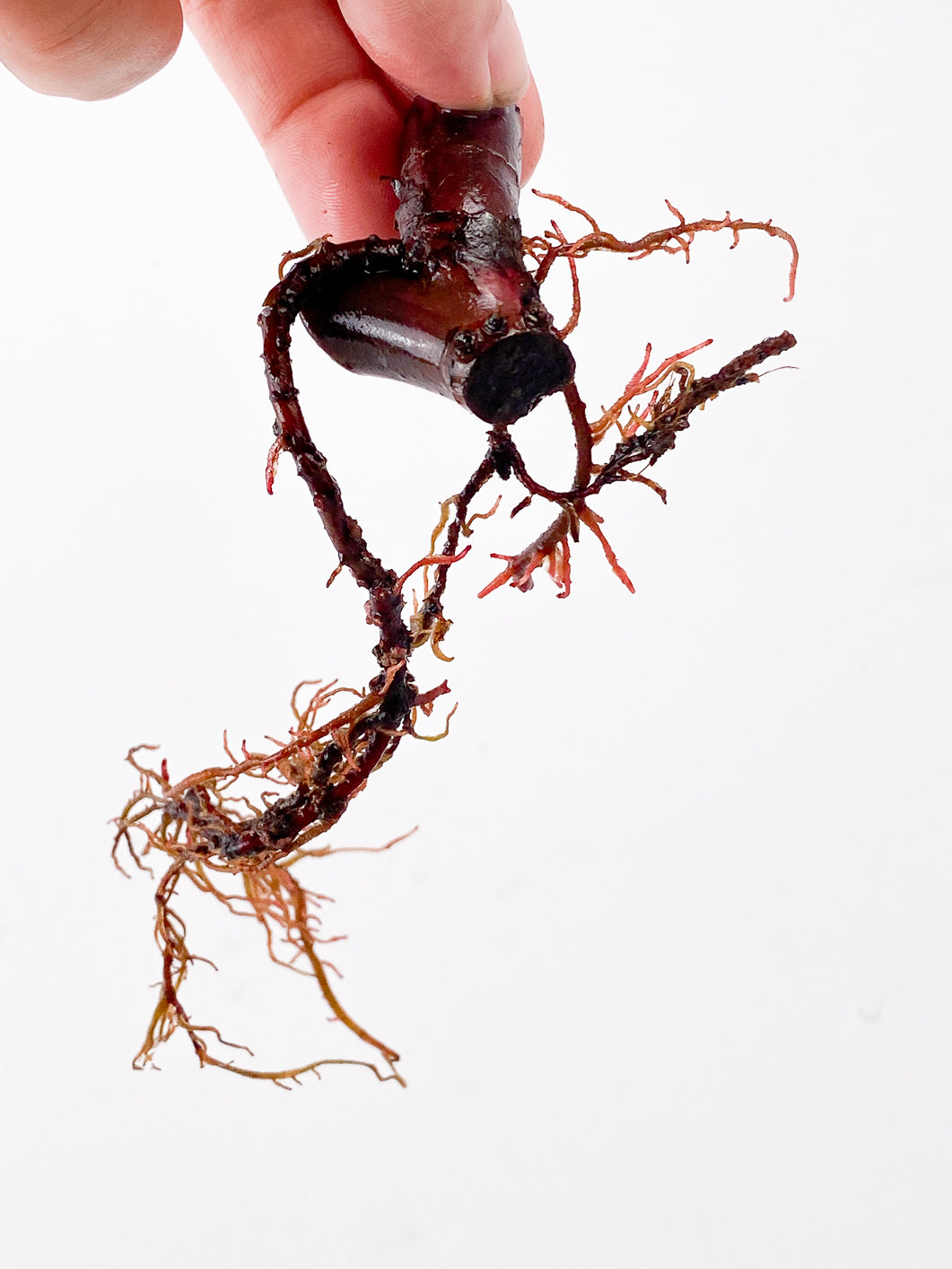 Philodendron Strawberry Shake double node