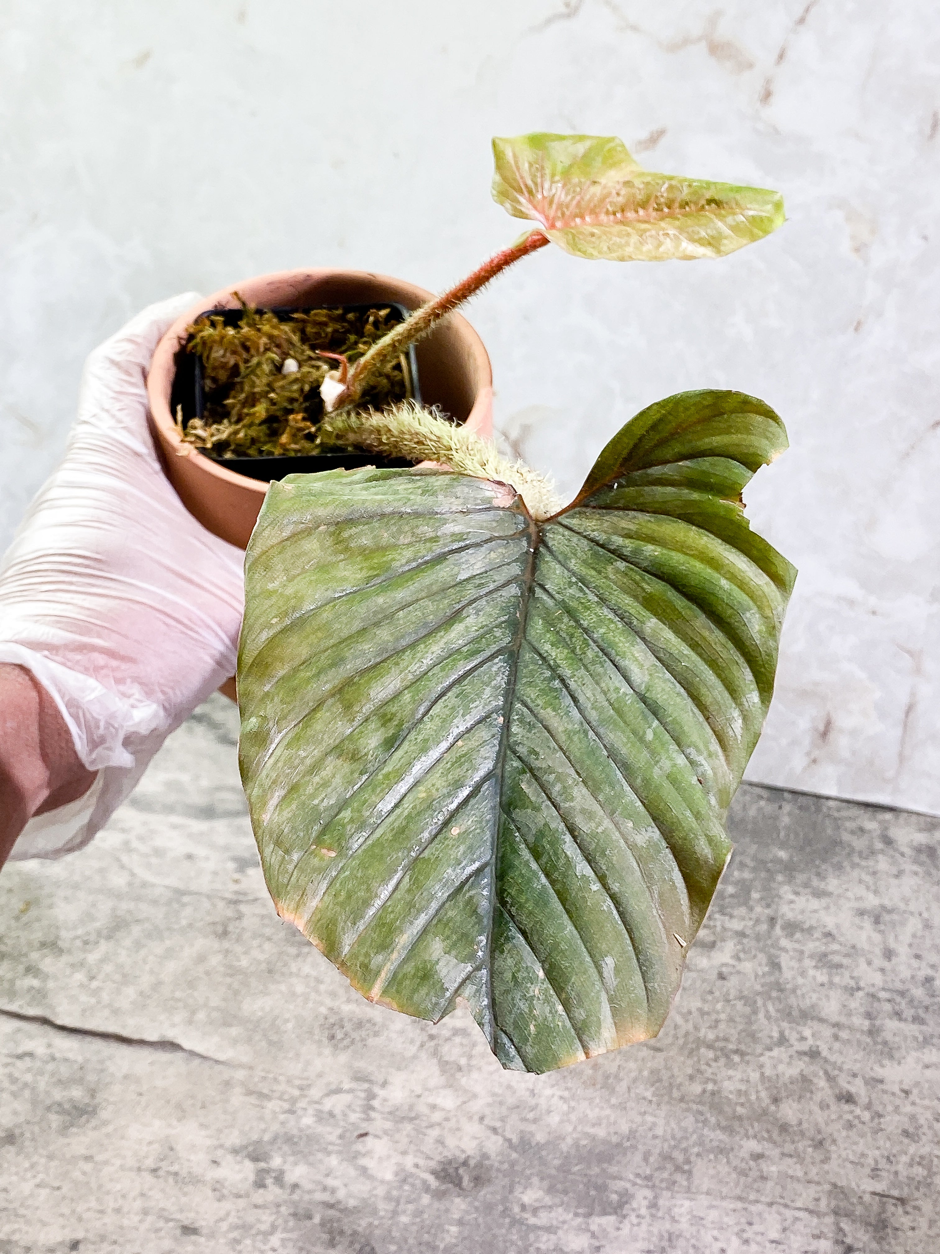 Philodendron Serpens Rooted 2 leaves 1 sprout