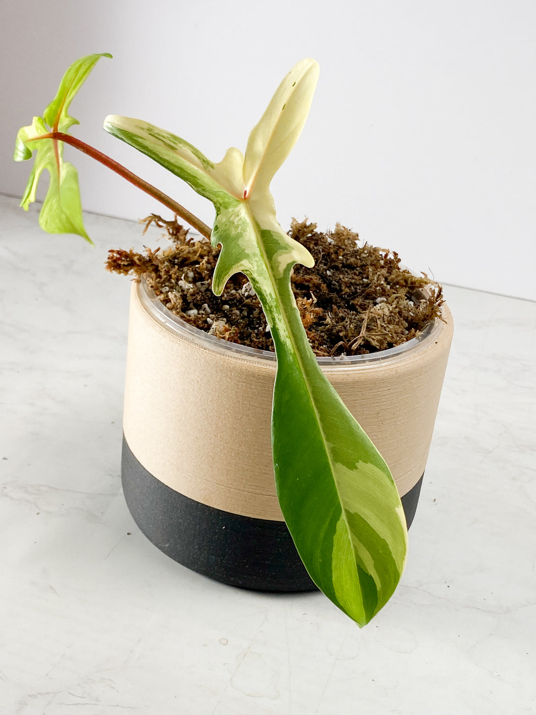 Philodendron Florida Beauty  2 leaves 2 sprouts Rooted