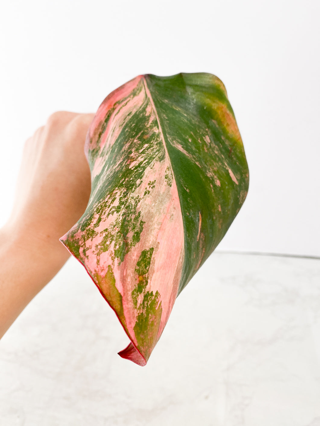 Philodendron Strawberry Shake 1 leaf