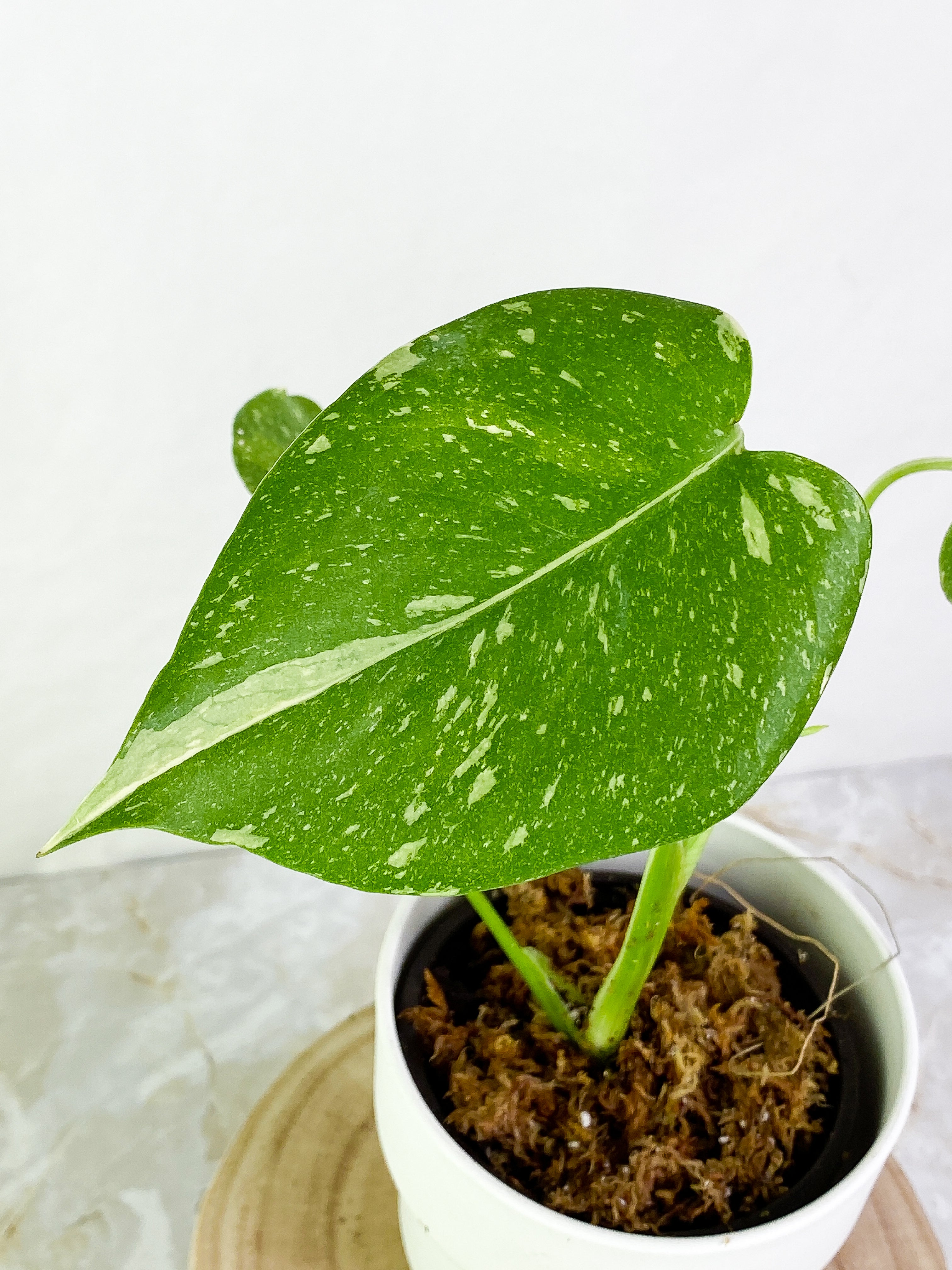 Monstera Thai Constellation  3 leaves rooted with 1 sprout