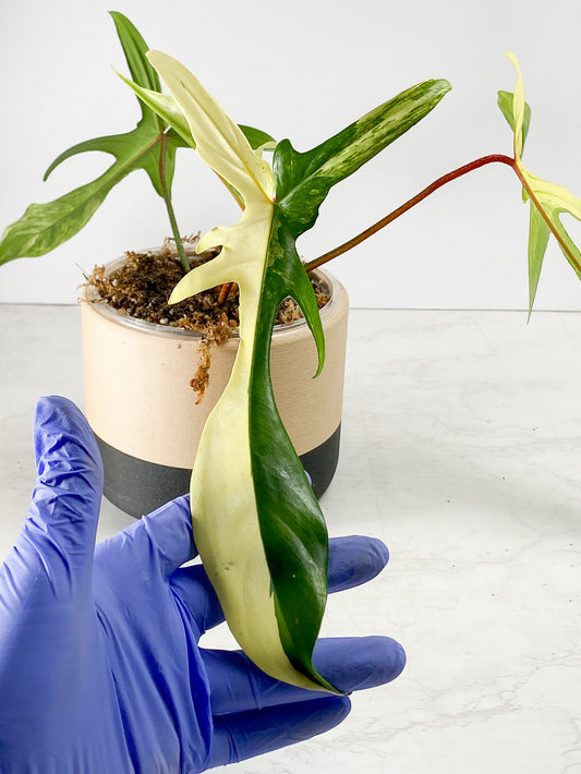 Philodendron Florida Beauty 4 leaves 1 sprout Highly Variegated