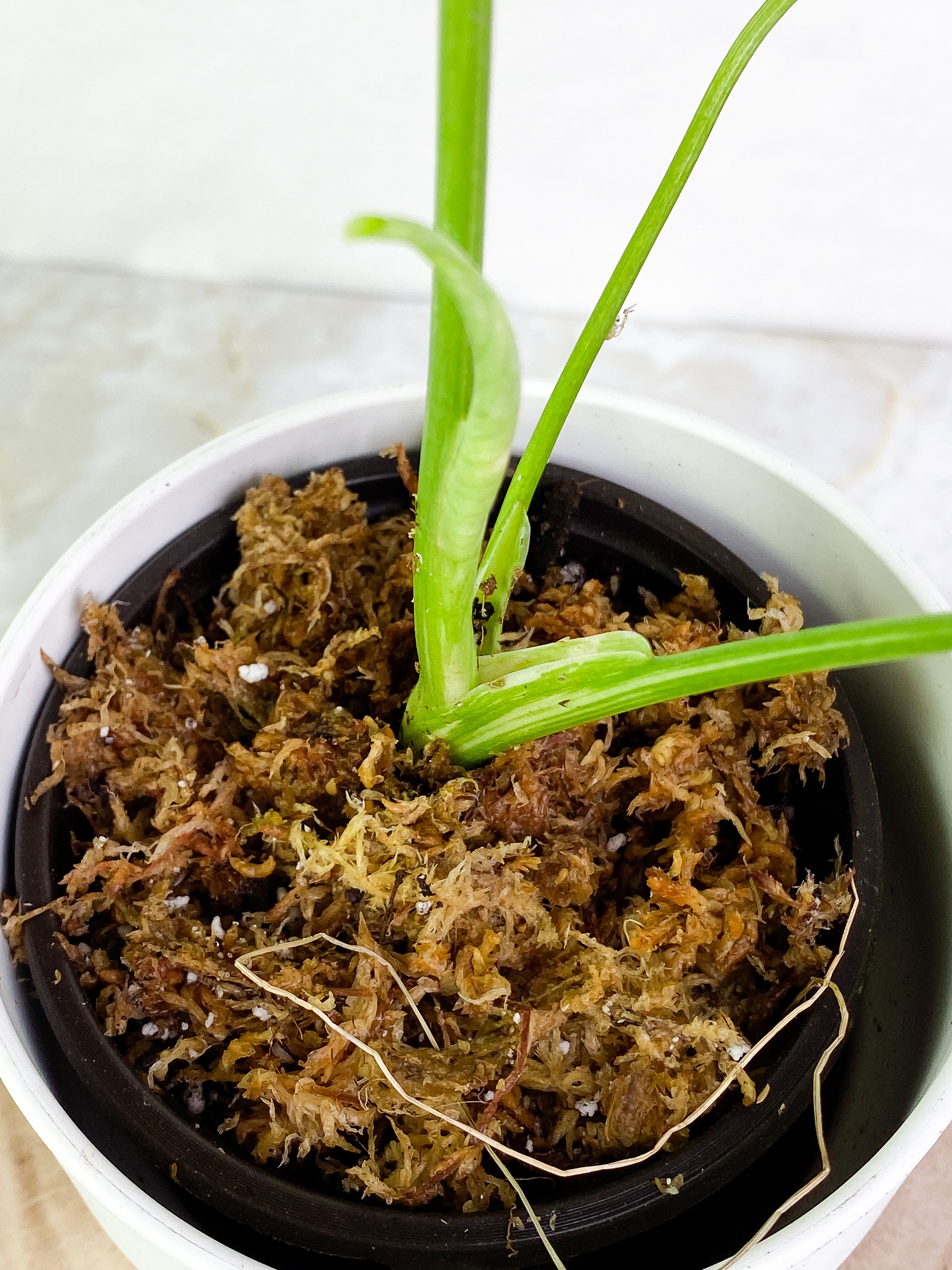 Monstera Thai Constellation  3 leaves rooted with 1 sprout