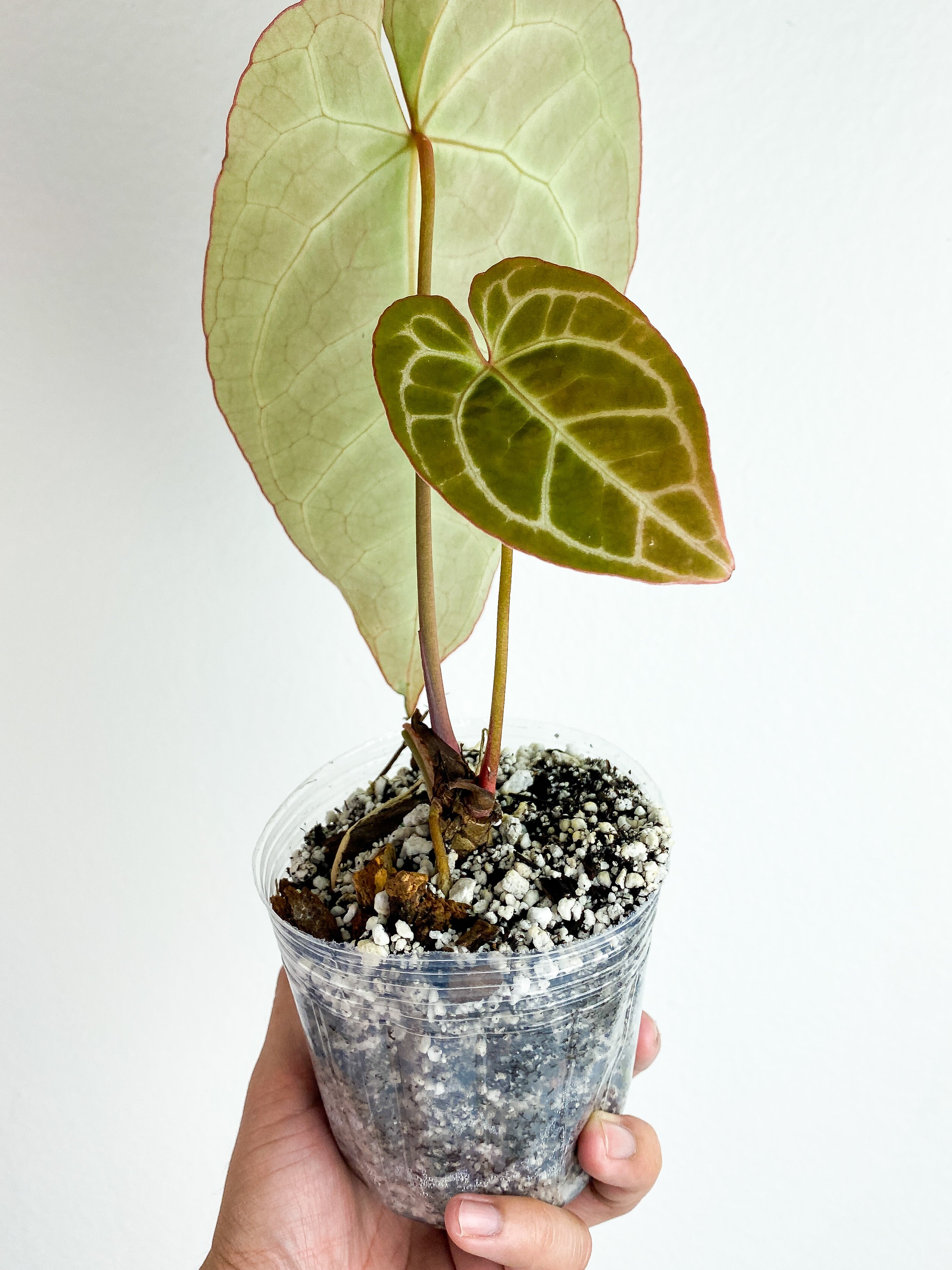 Anthurium “Crystallinum” 2 leaves selling