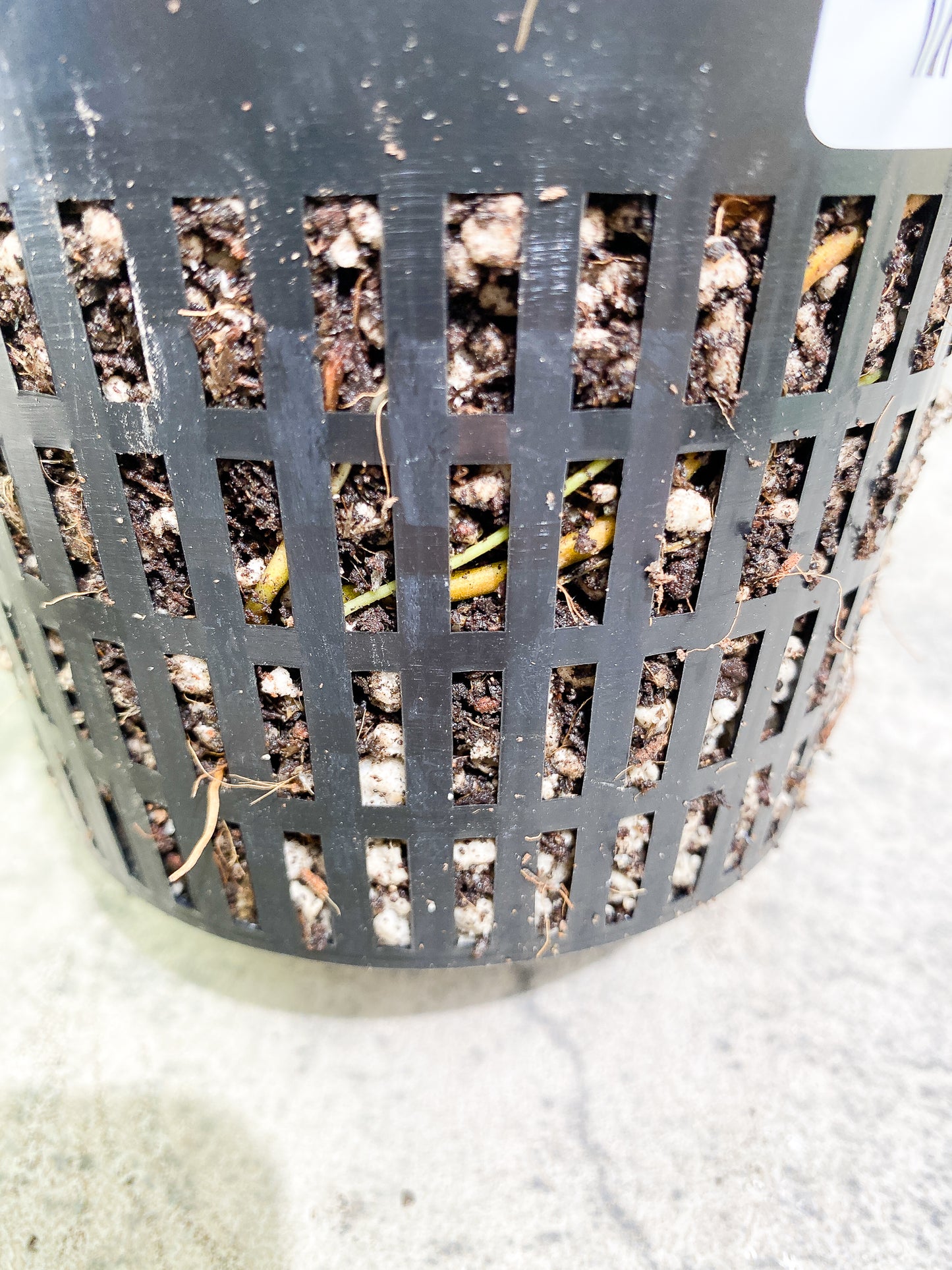 Philodendron Mayoi 1 node 1 bud (Leafless)